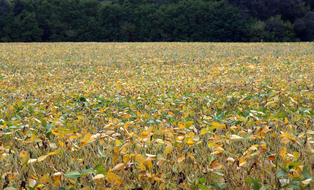 soybeans, field, farm