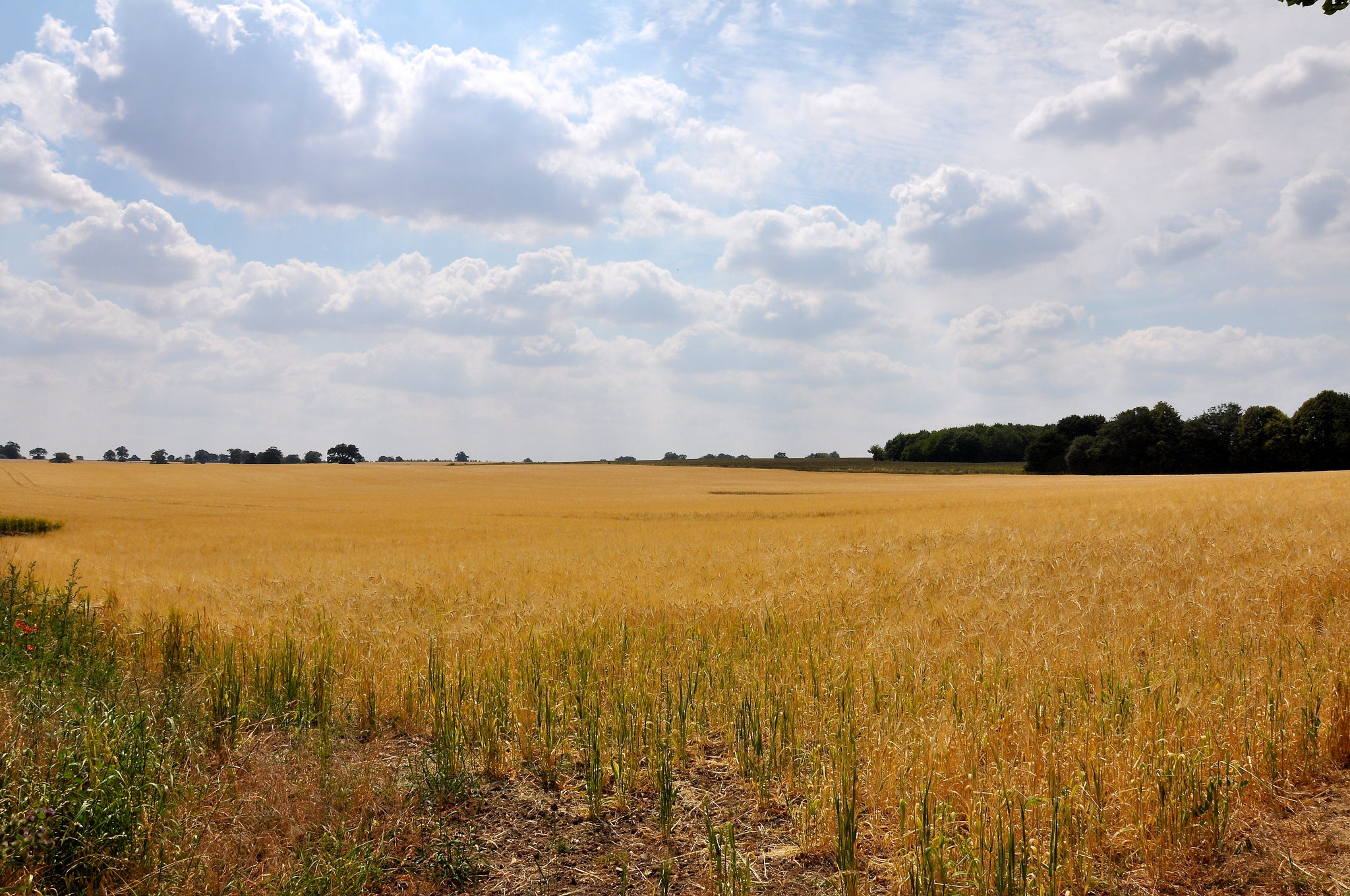 Field of barley in Nowton, UK
