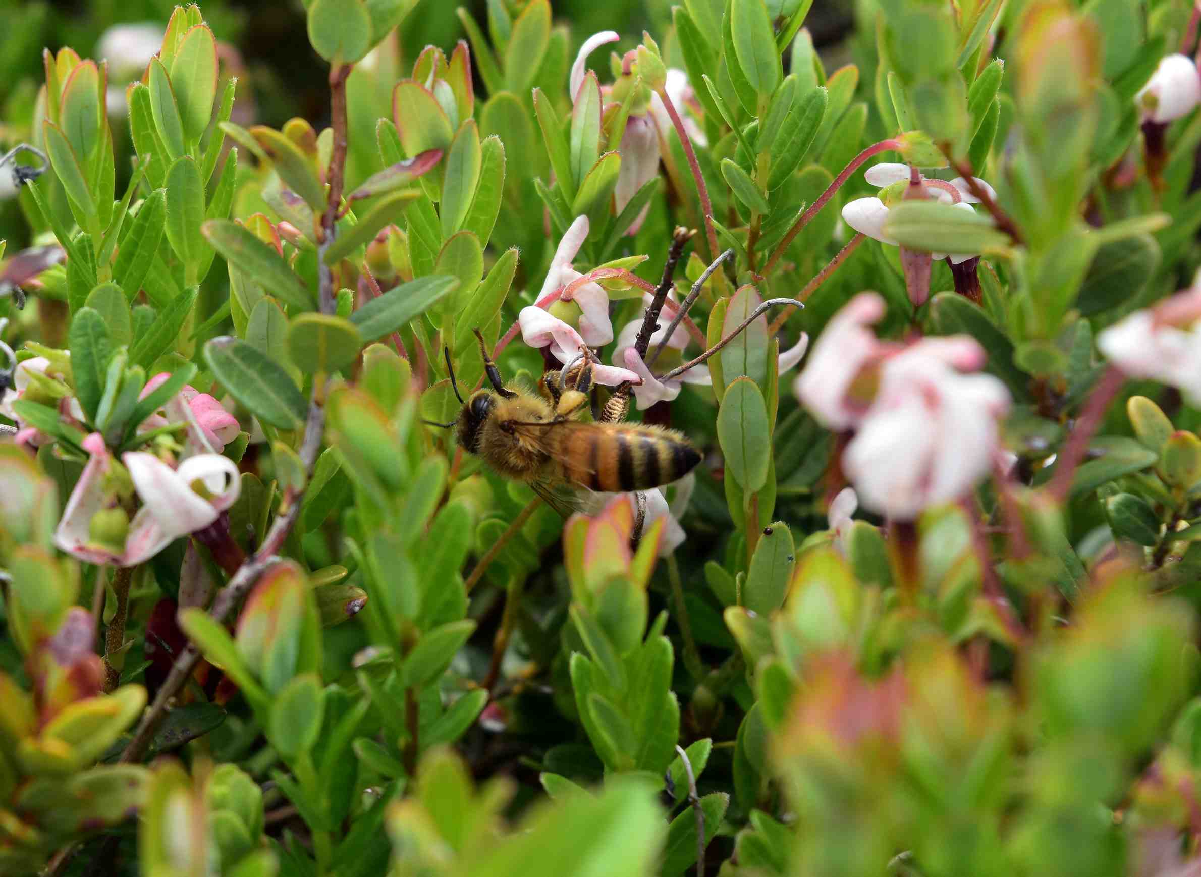 WisContext: Pollinators Provide Extra Buzz To Wisconsin’s Cranberry Crop