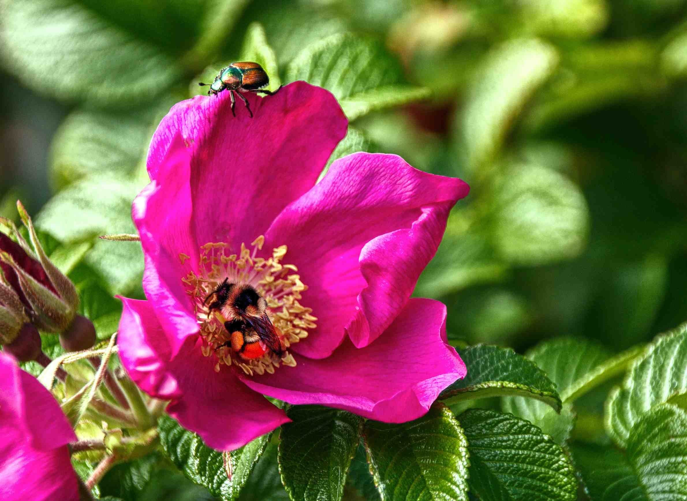 beetle, flower