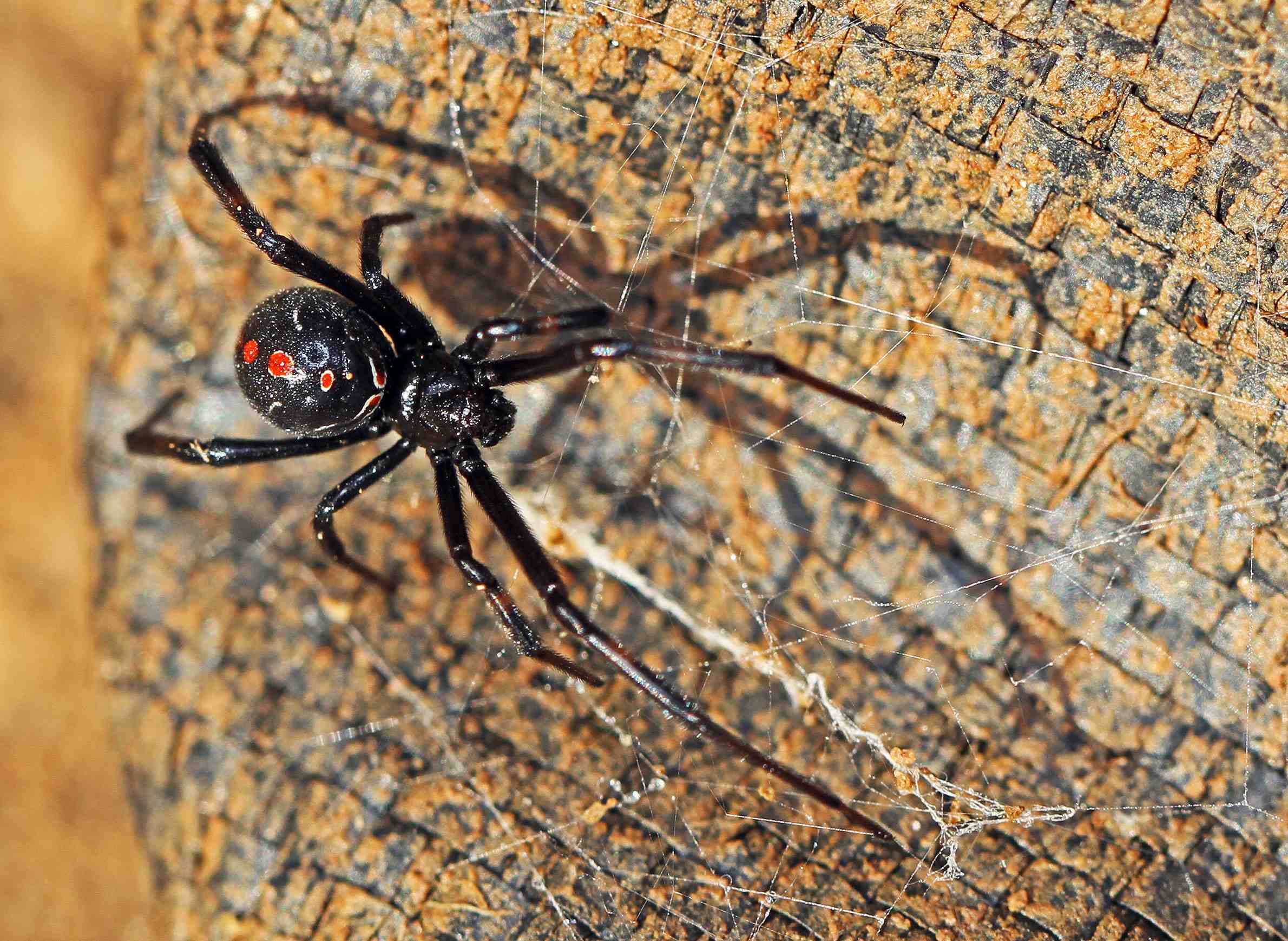 WisContext: Northern Black Widow Is Rare In Wisconsin, But Sightings Spiked In 2017