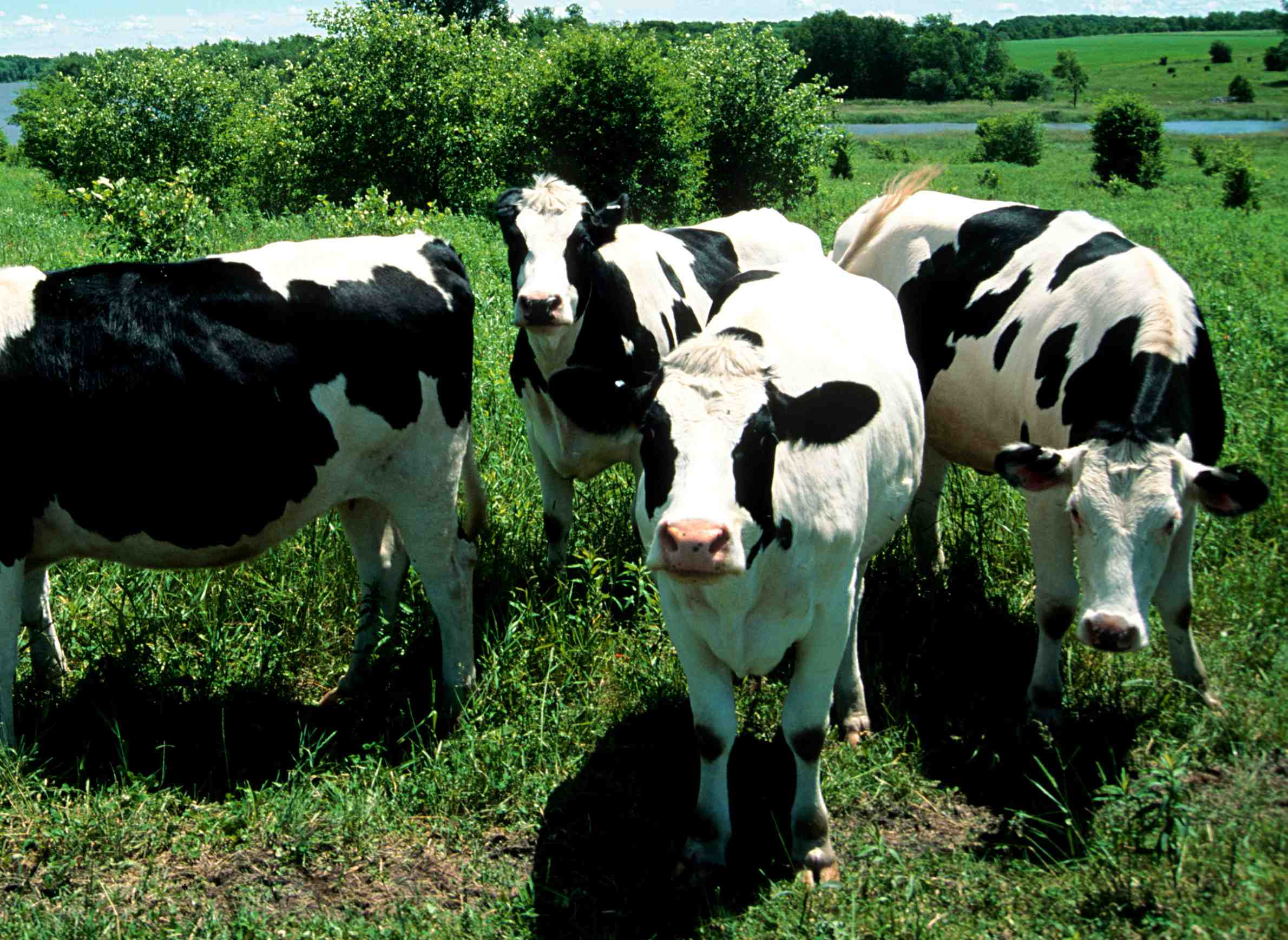 WisContext: Wisconsin’s Decisive Shift Towards The Dairy Cow