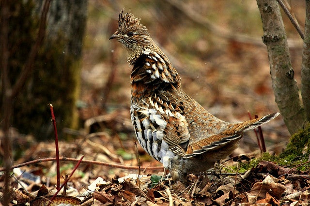 Ruffed grouse