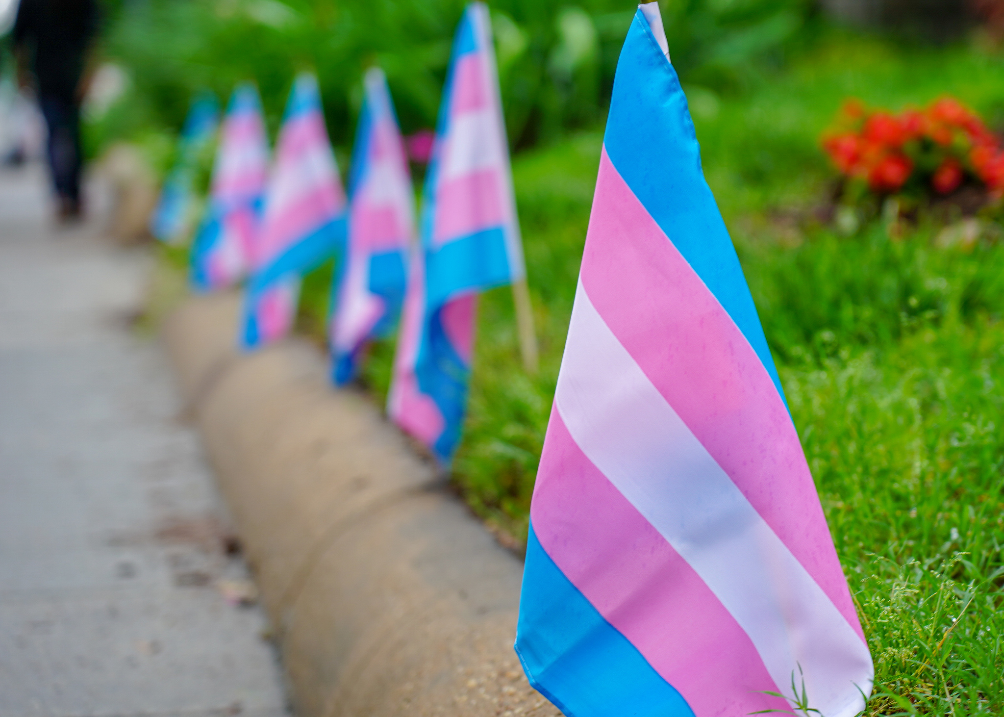 Transgender pride flags line the sidewalk