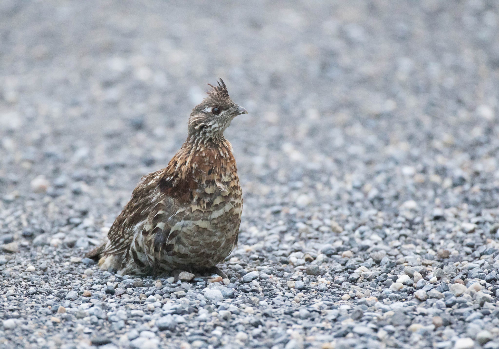 Ruffed grouse