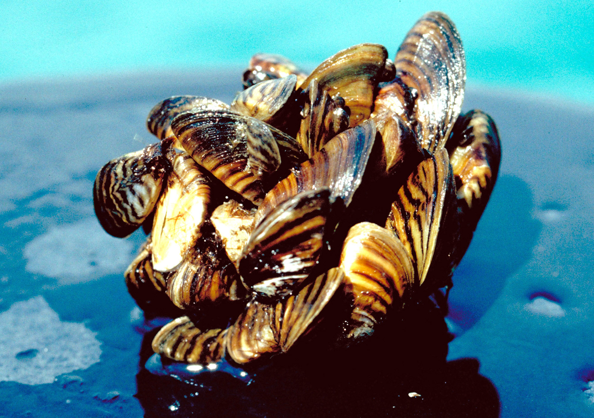 Organizations Seek Progress On Recovery From Mussel Invasion
