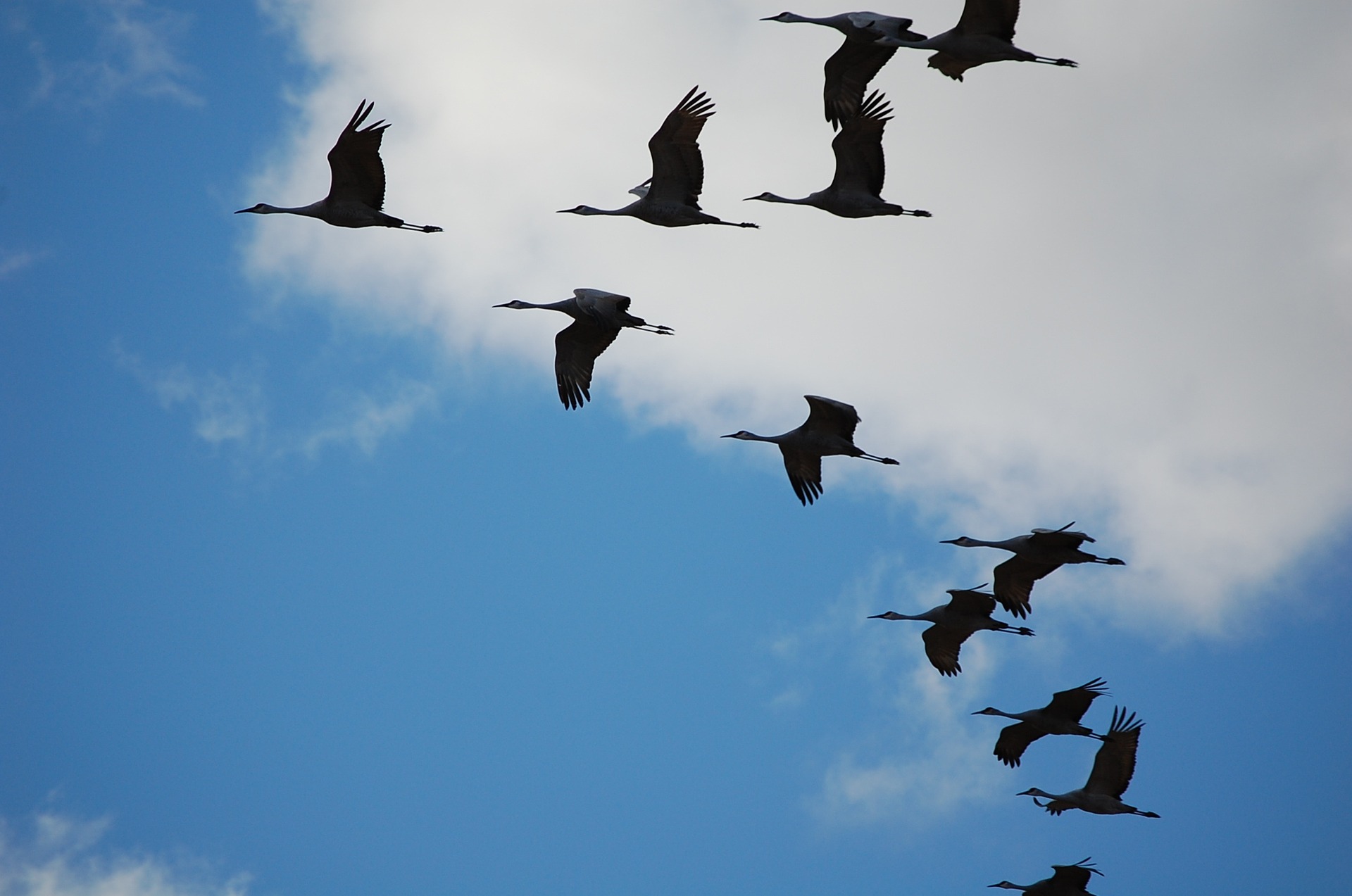 flock of cranes in sky