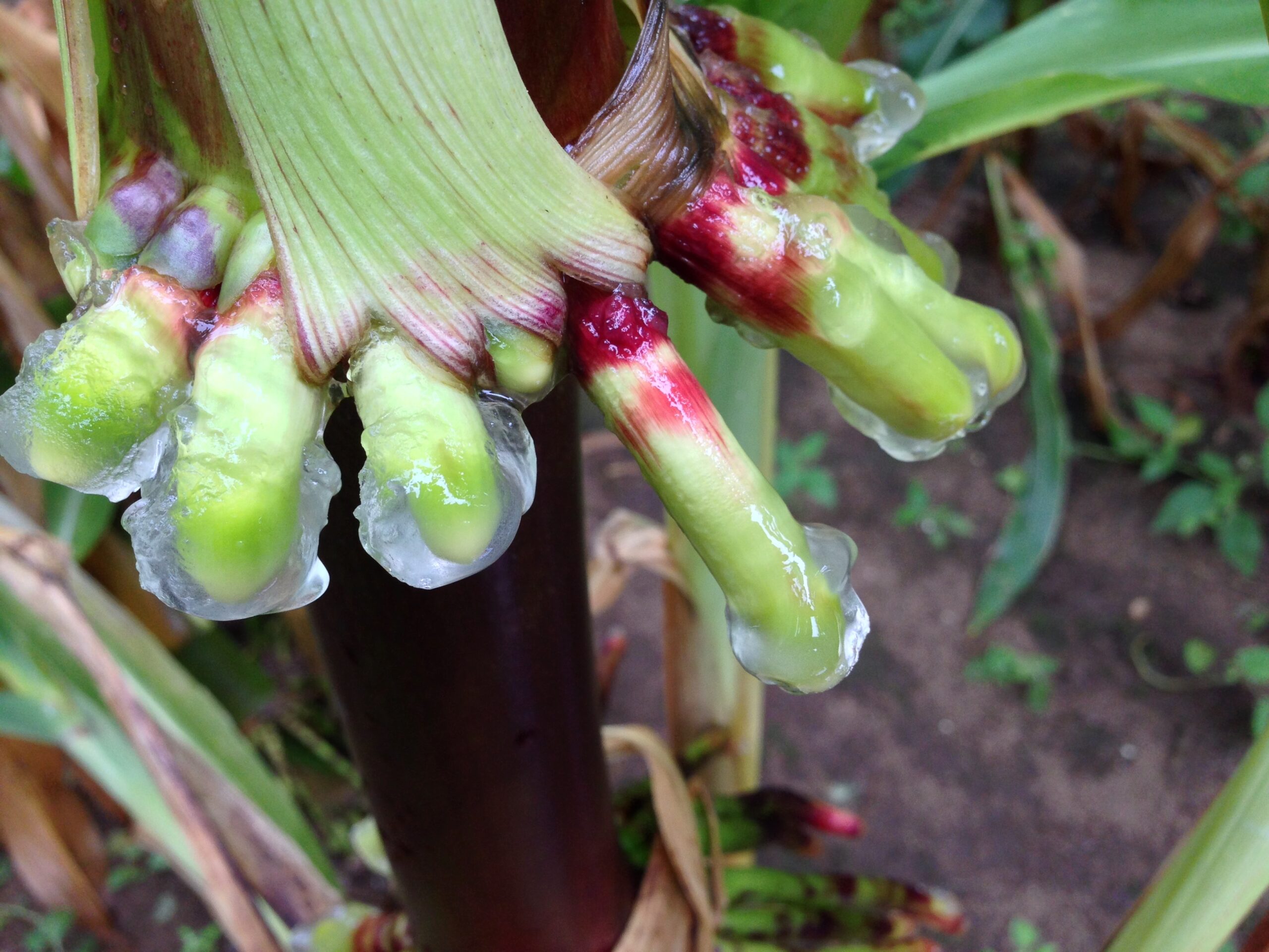 Nitrogen-fixing corn varieties secreting large amounts of sugar-rich gel