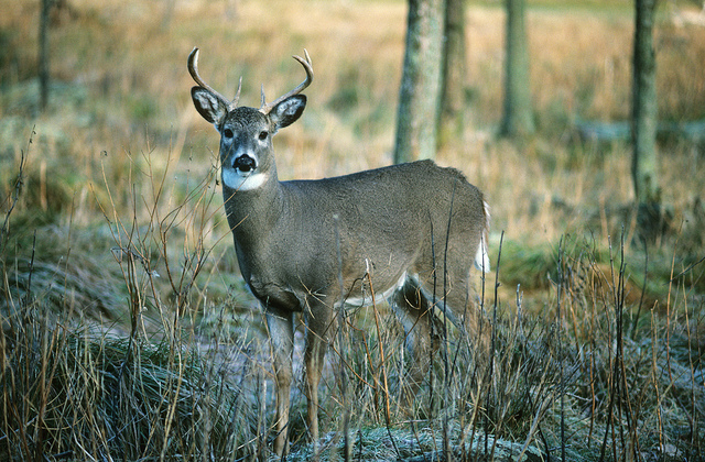 6 shot, 11-year-old killed during Wisconsin’s gun-deer season opening weekend
