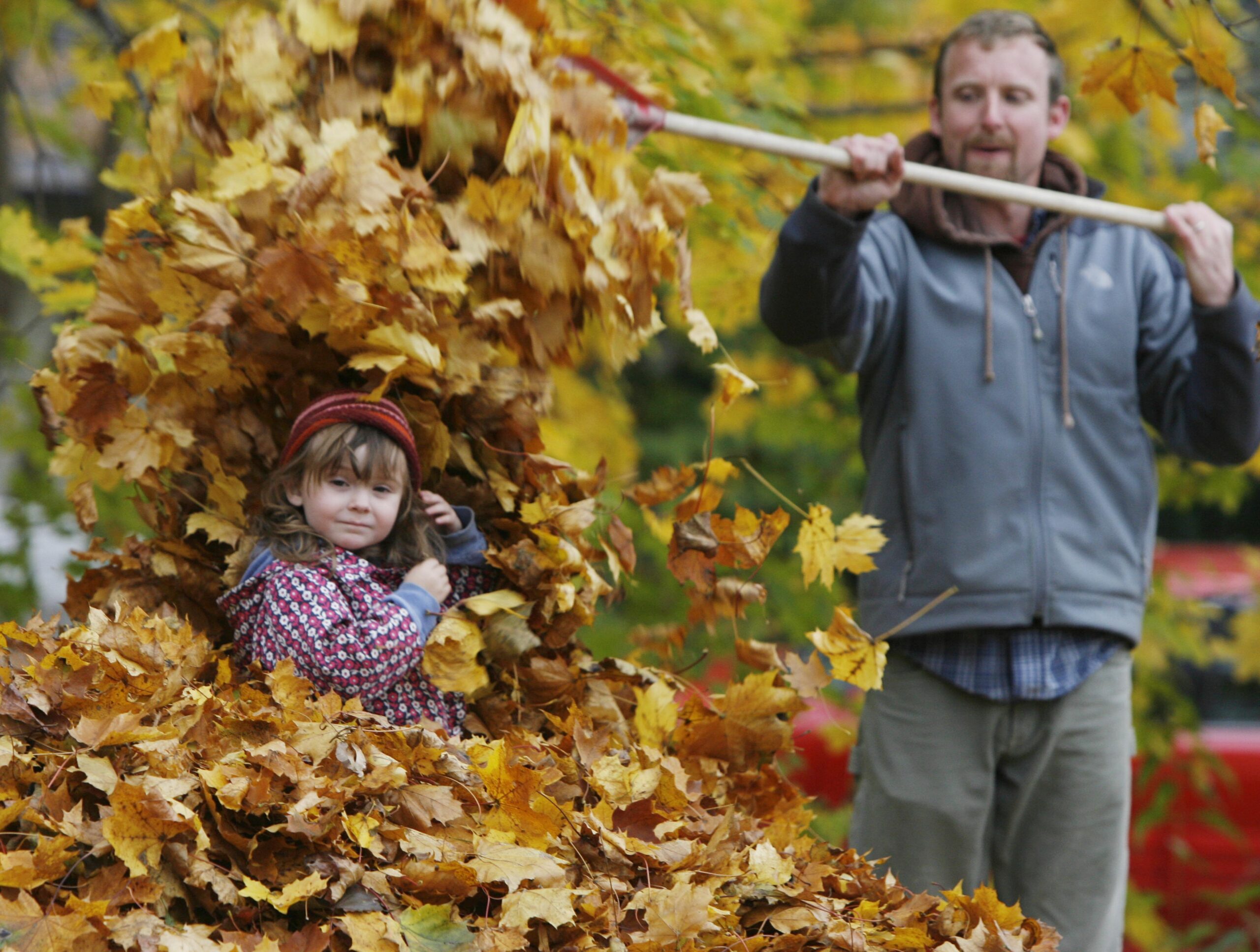 Child playing in a leaf pile with her dad