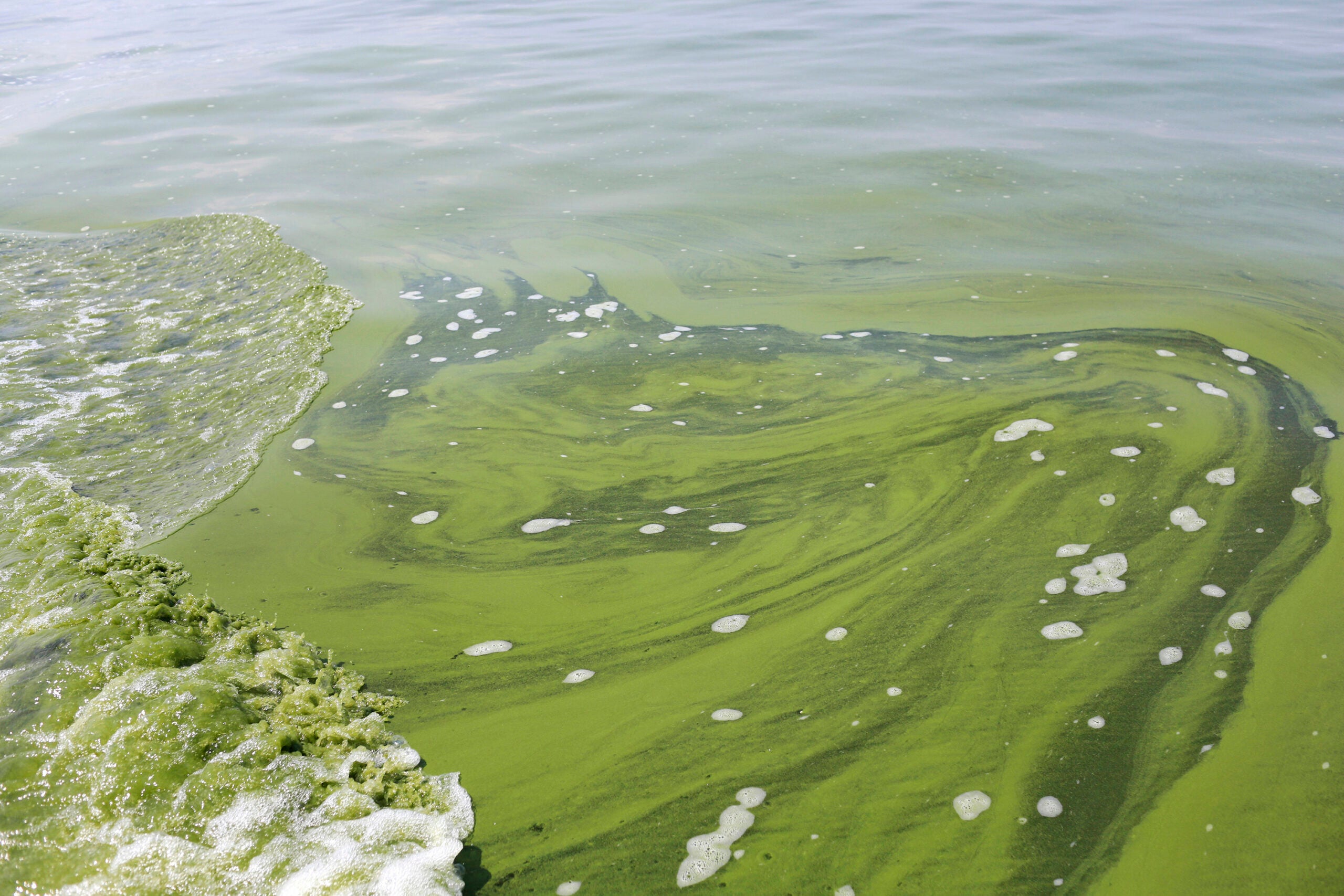 Blue-green algae