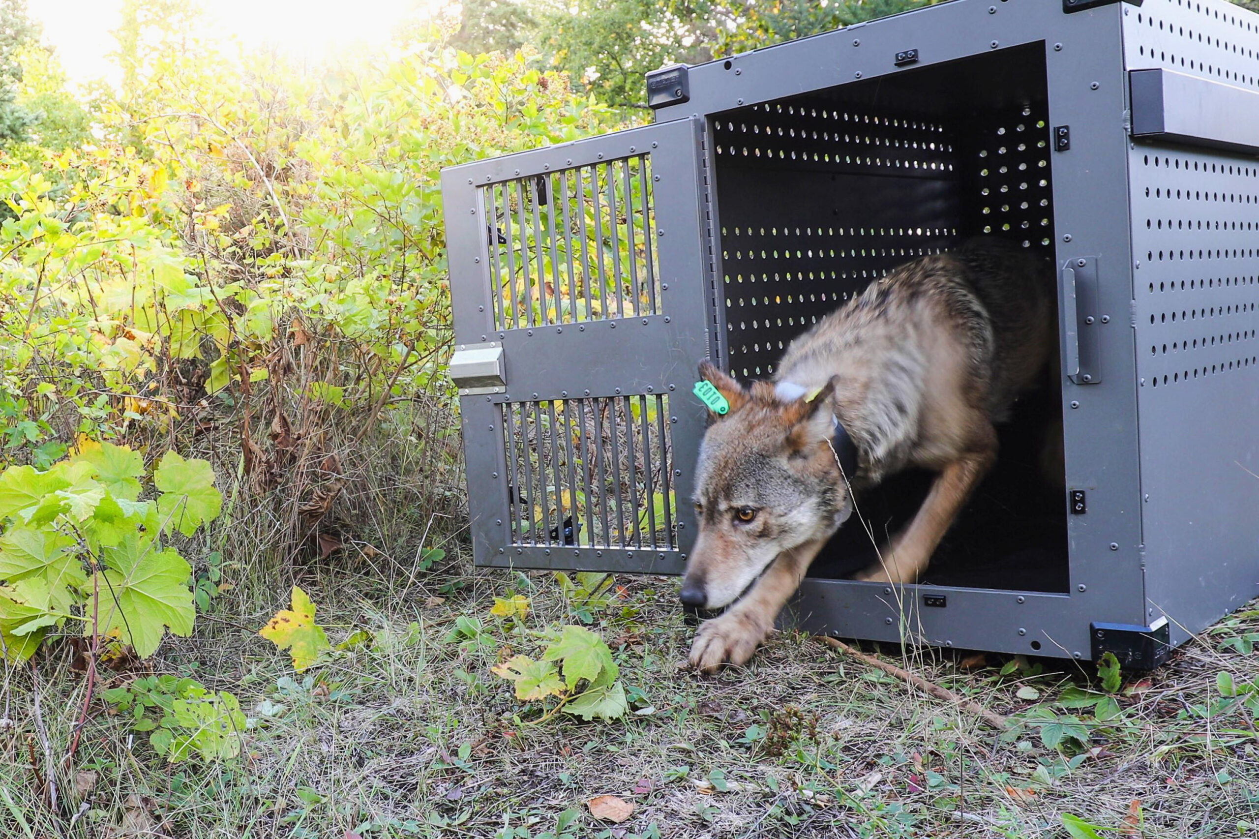 Wolf leaving crate on Isle Royale