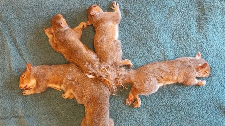 Juvenile gray squirrels with tangled tails