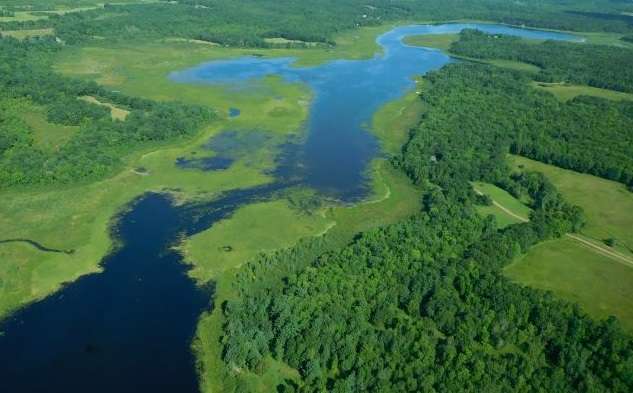 Wild rice on Long Lake in Burnett County in 2017