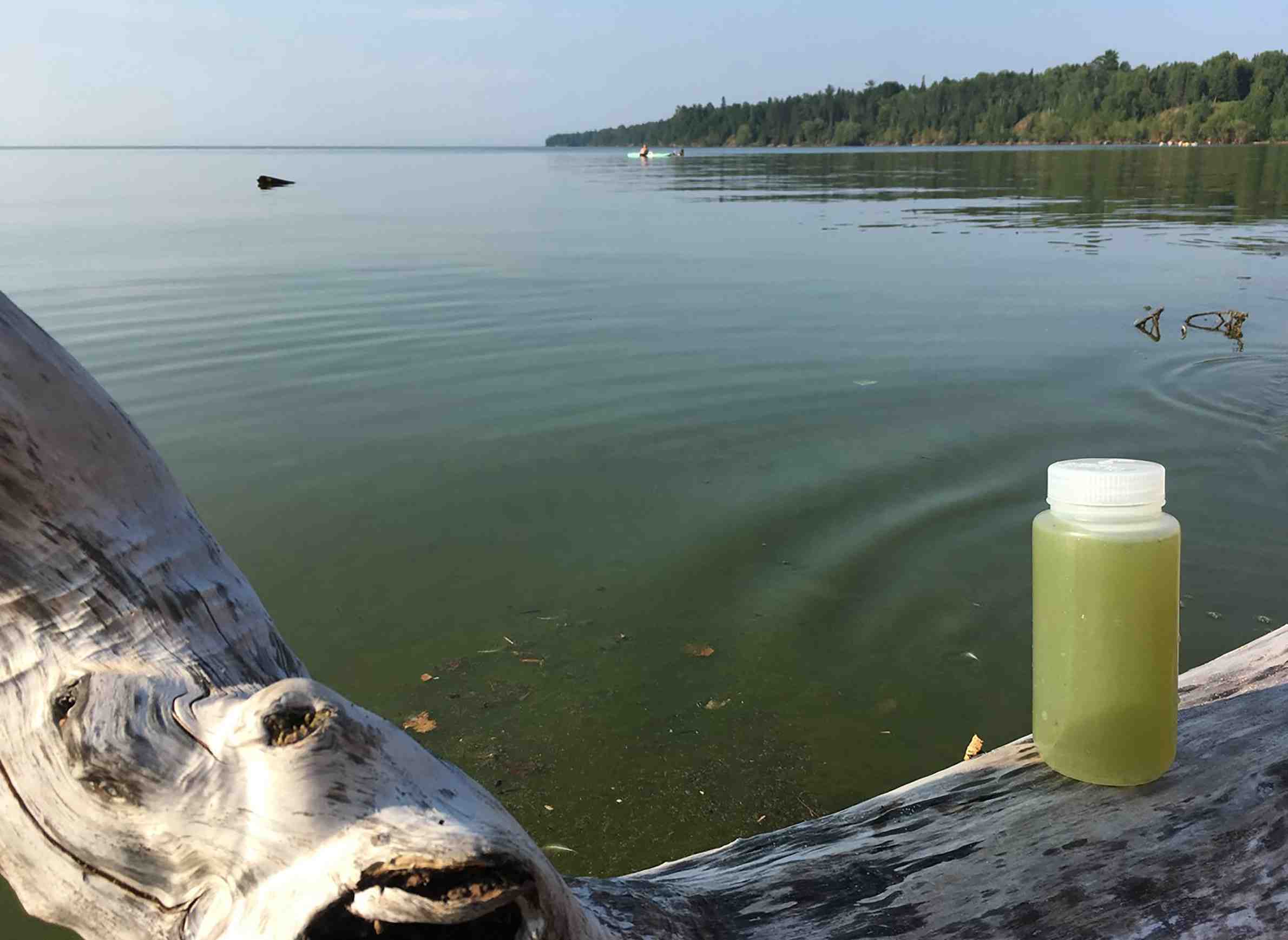 Lake Superior, algae