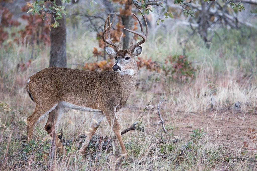 White-tailed deer