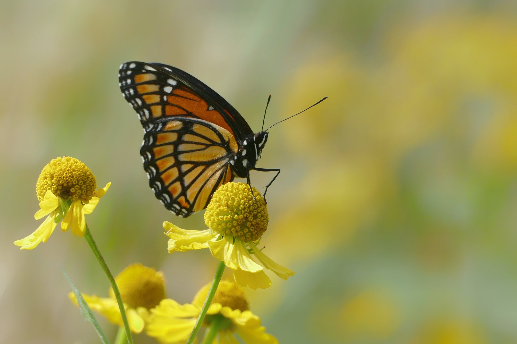 Butterfly on flower