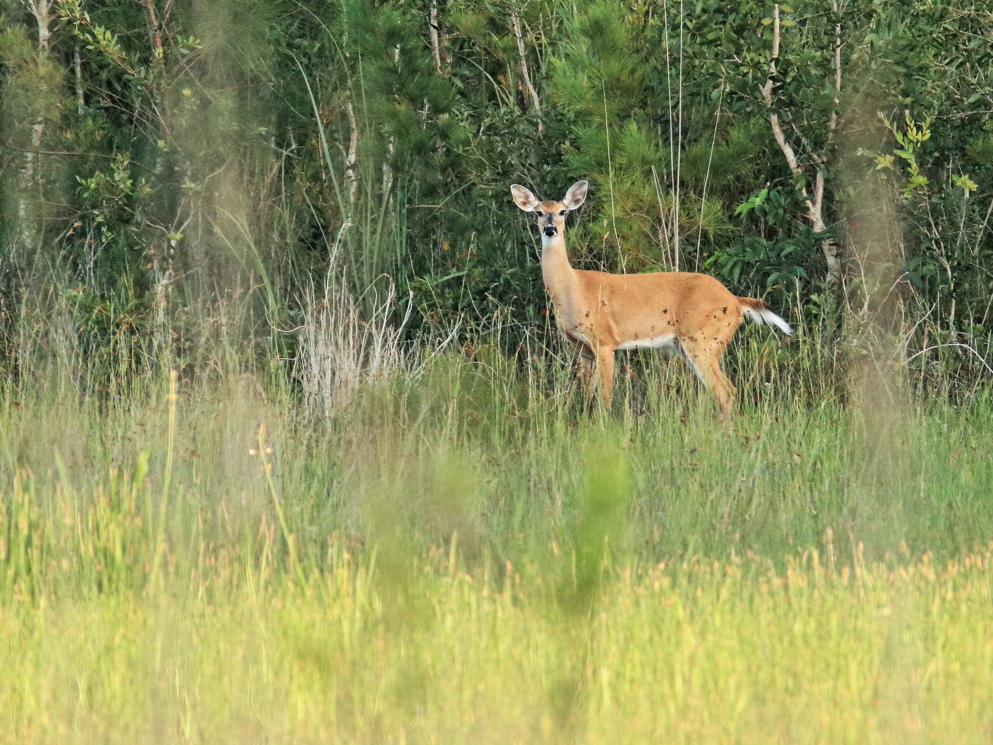 White-tailed deer