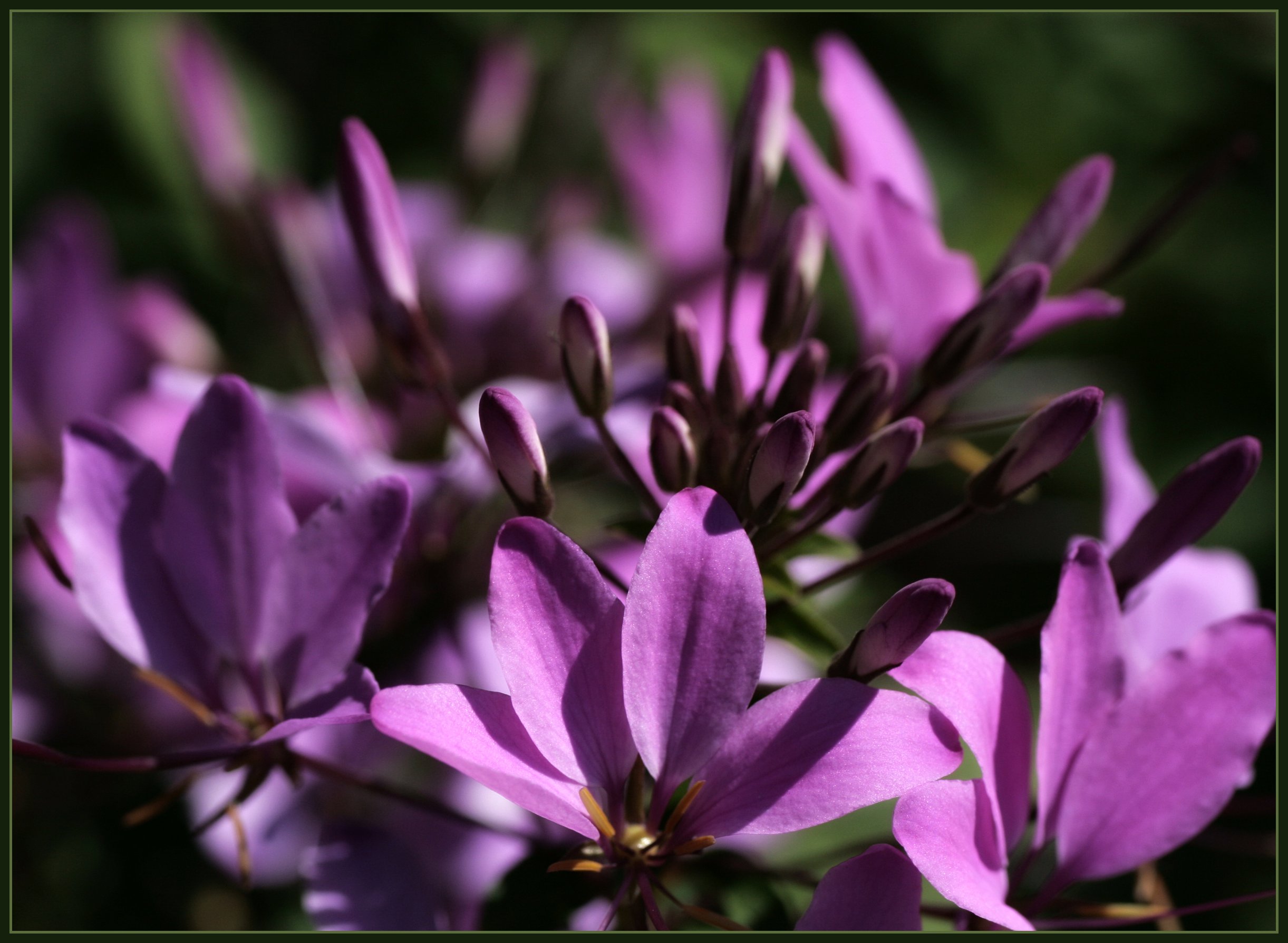 purple flowers in bloom