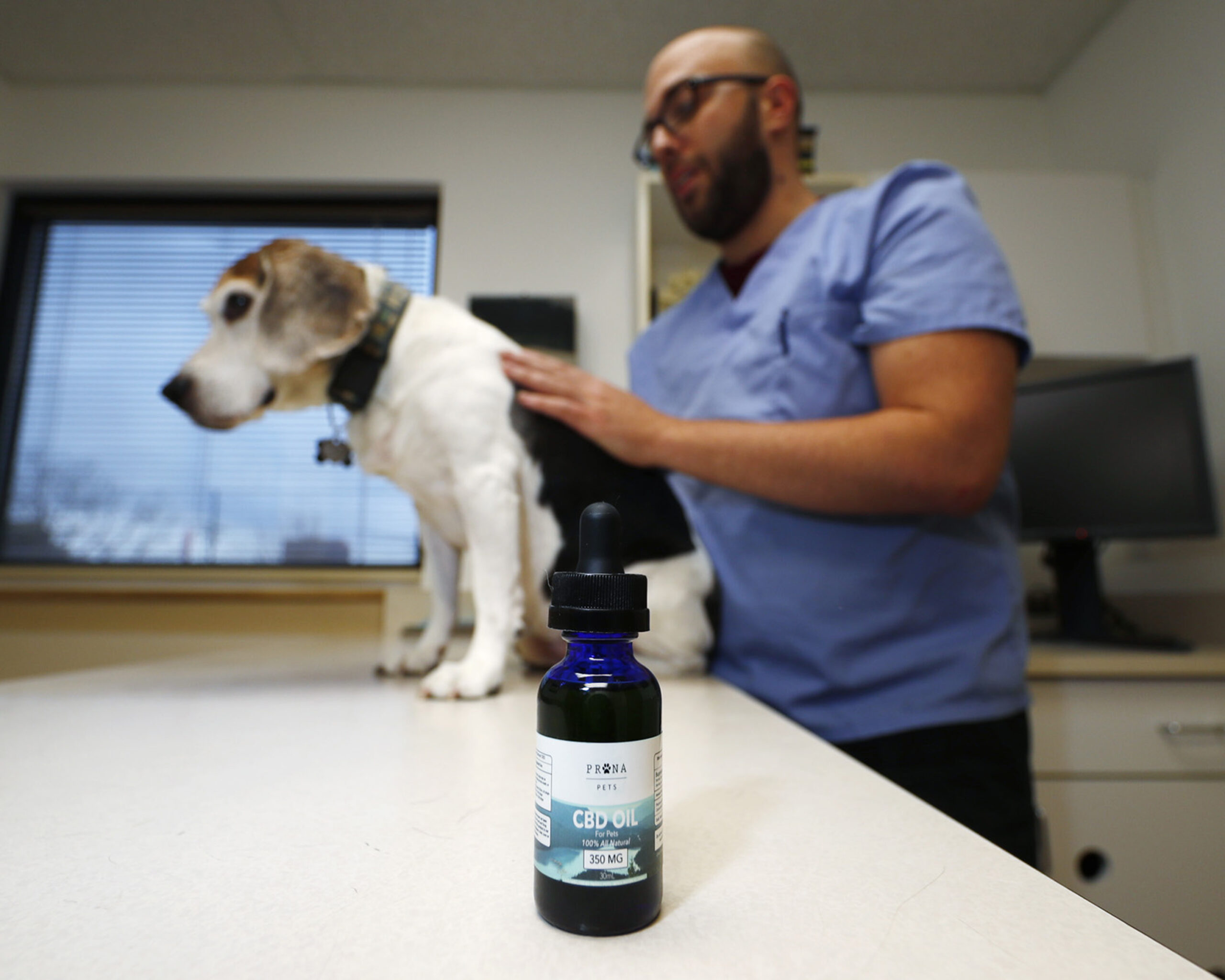 CBD oil being administered to dog