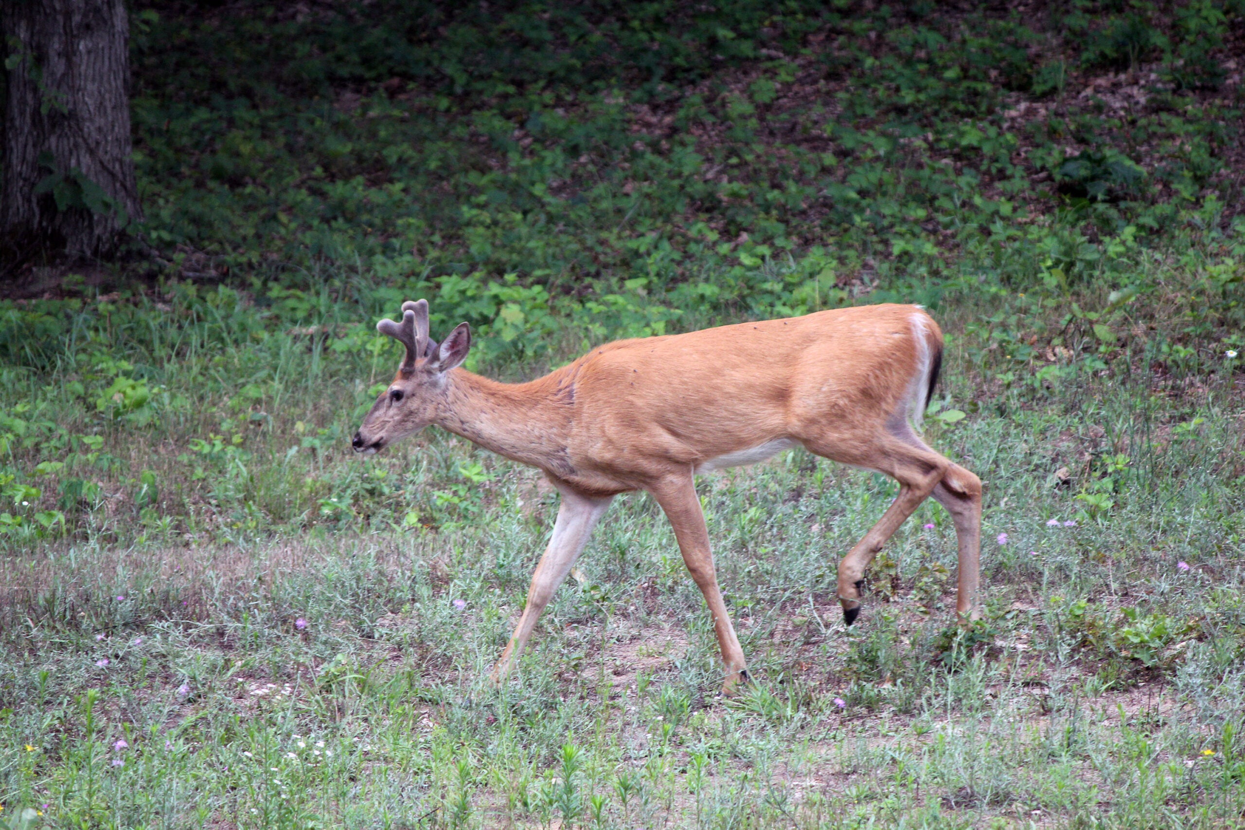 Deer walking