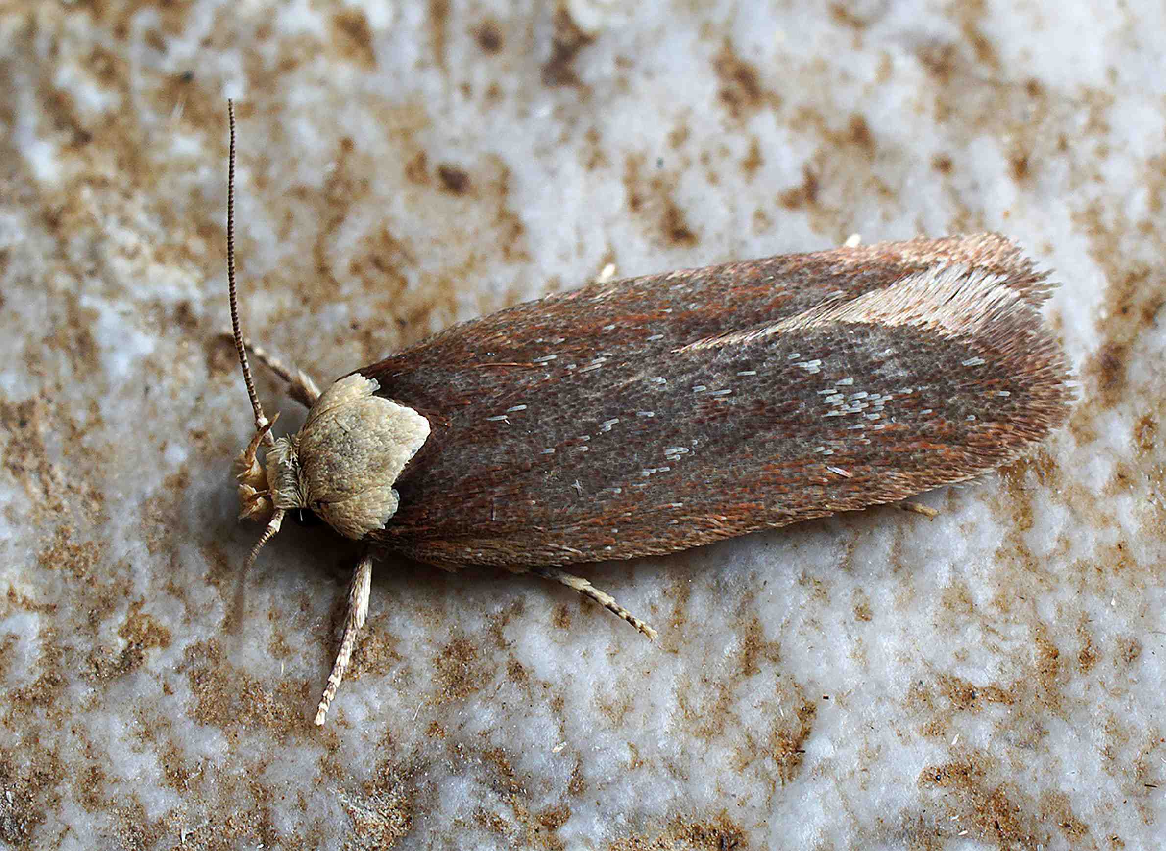 WisContext: The Purple Carrot-Seed Moth Lands In Wisconsin