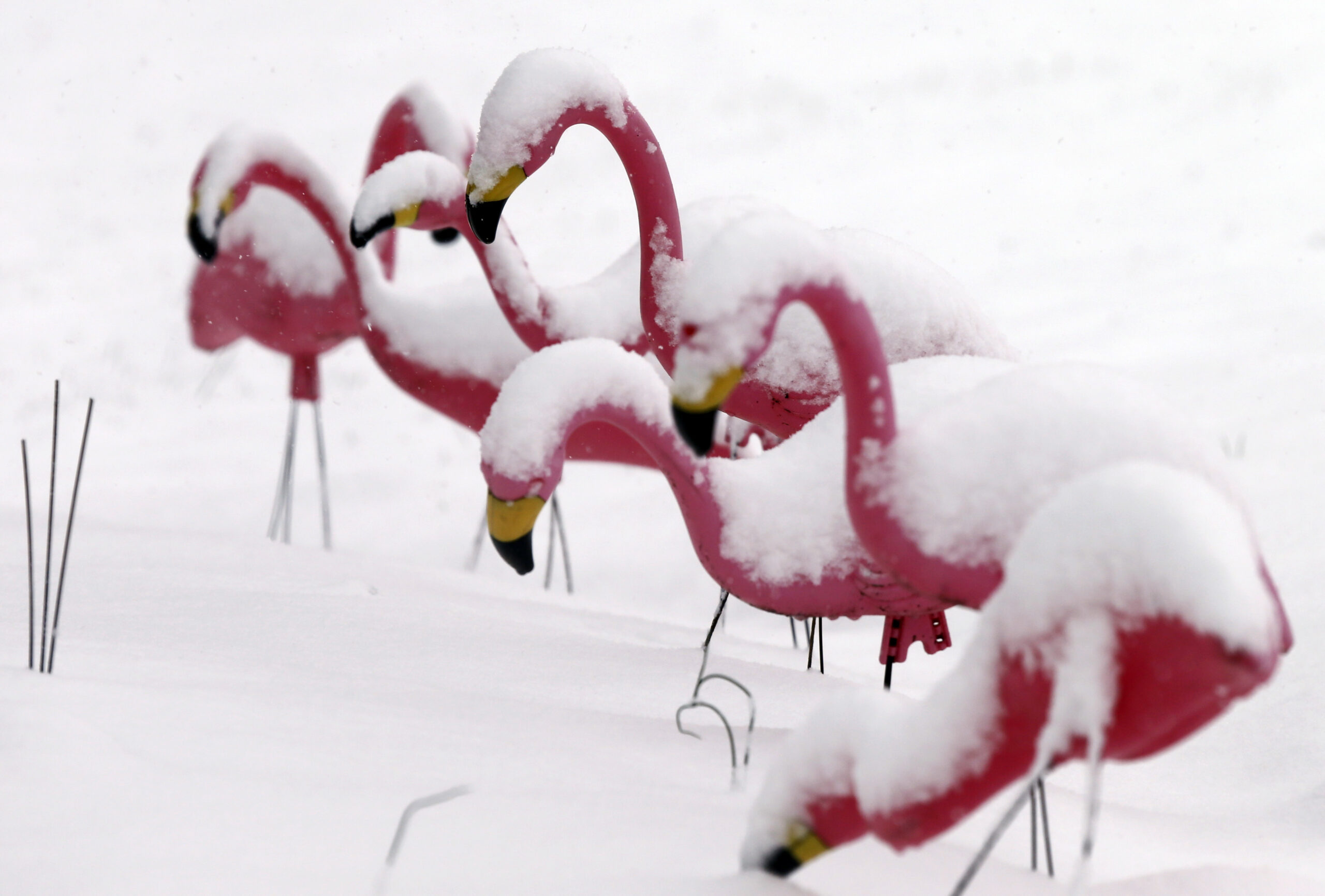 Flamingos covered in snow