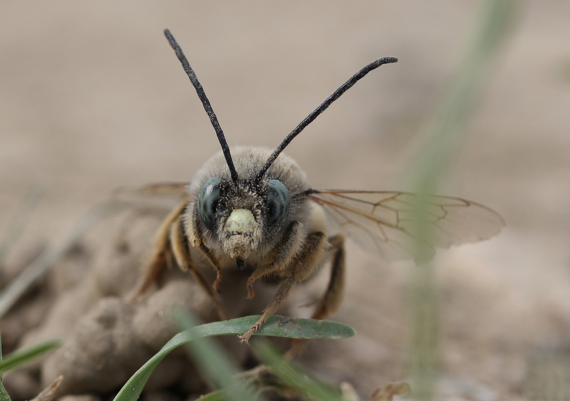 ground bee