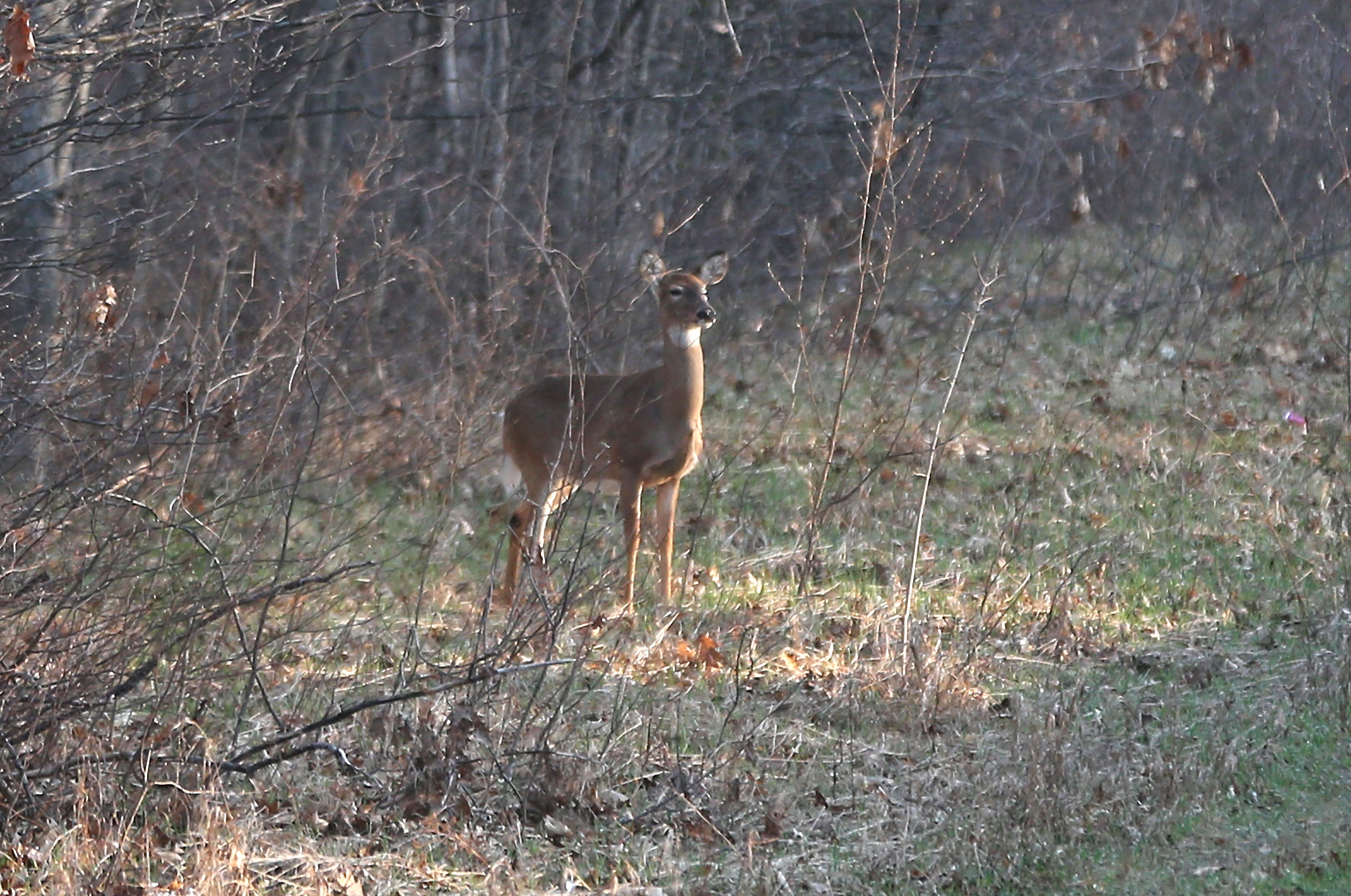 Looking To Slow CWD, DNR Board OKs Fencing Requirements For Deer Farms