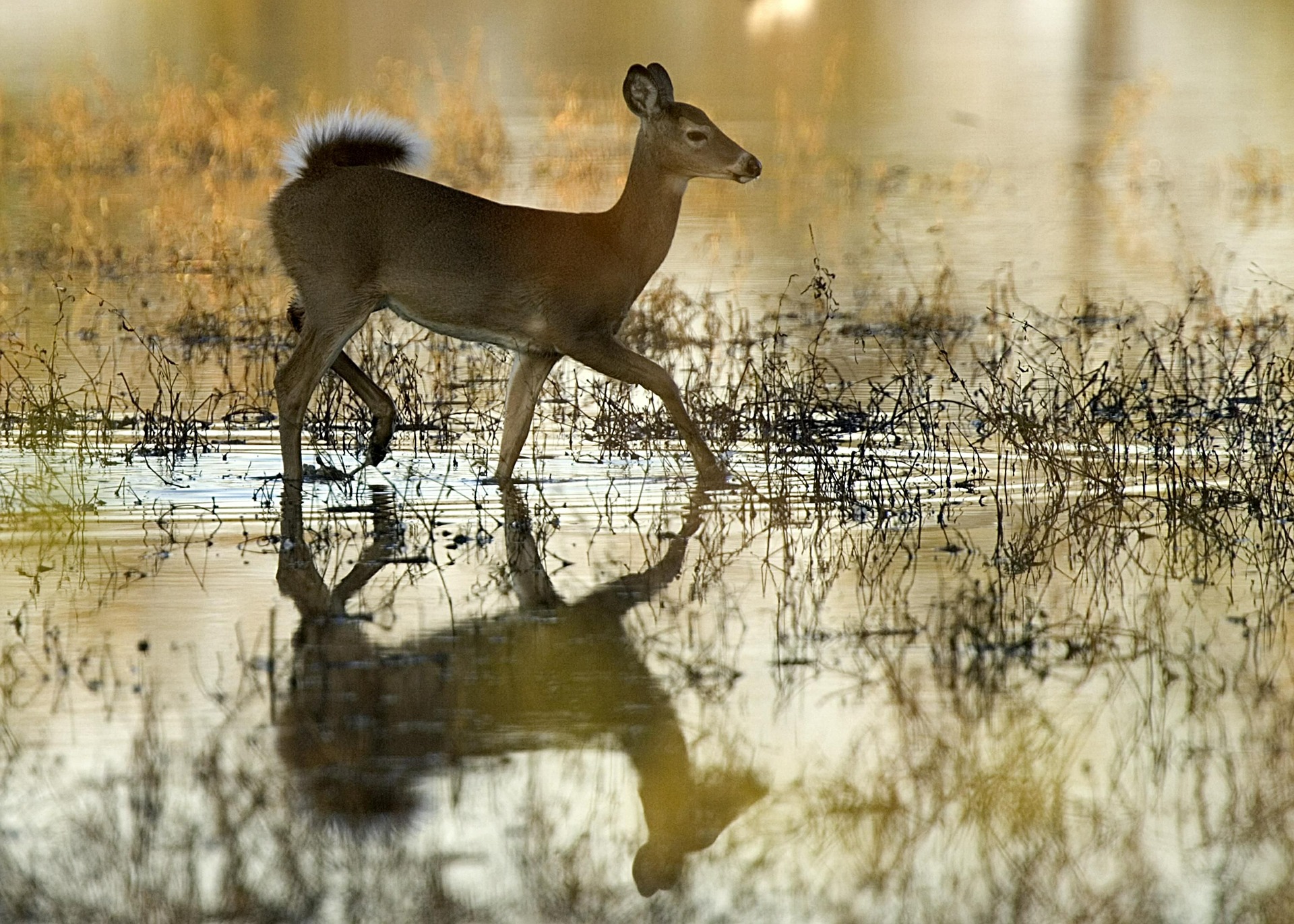 white tail deer in water