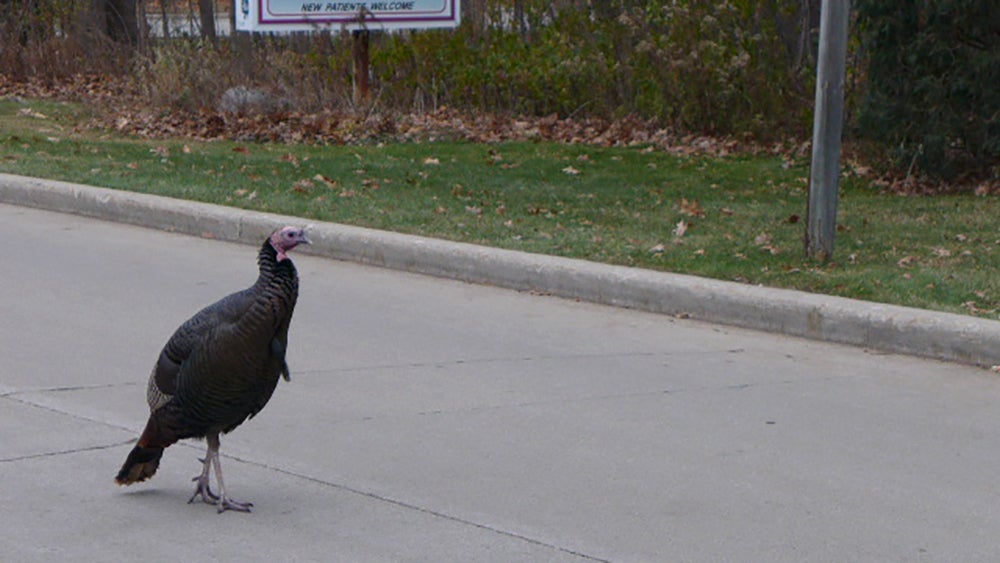 Smoke the turkey makes his way around the Green Bay suburb of Ashwaubenon
