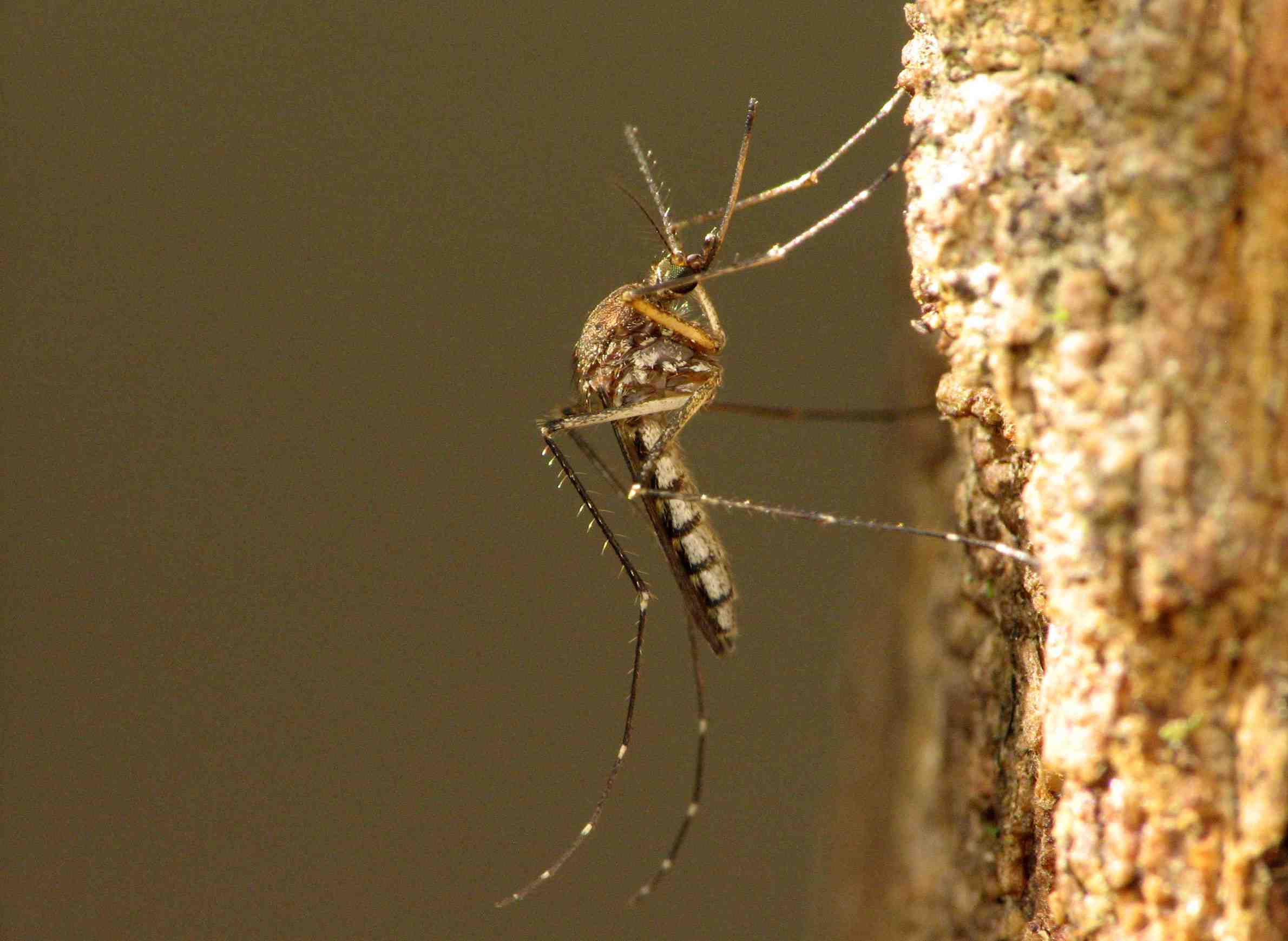 WisContext: Why Wisconsin Saw A Surge In Mosquitoes As Summer 2018 Ended