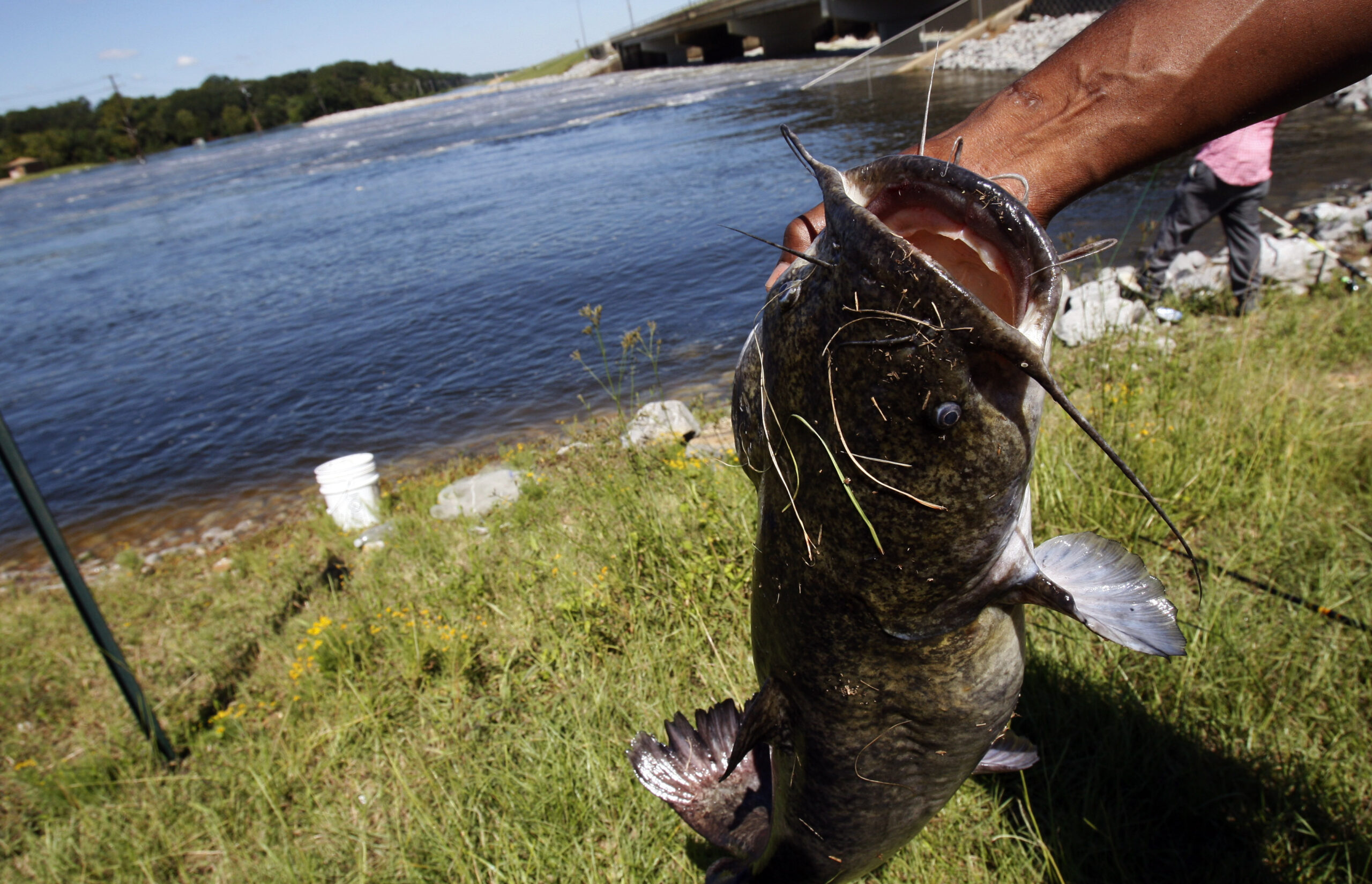 35-pound catfish pulled out of water