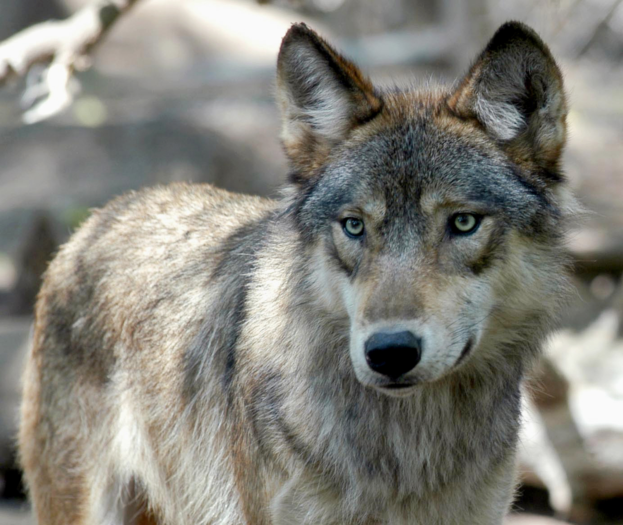 Hearing On Wolves’ Protected Status Draws Large, Passionate Crowds