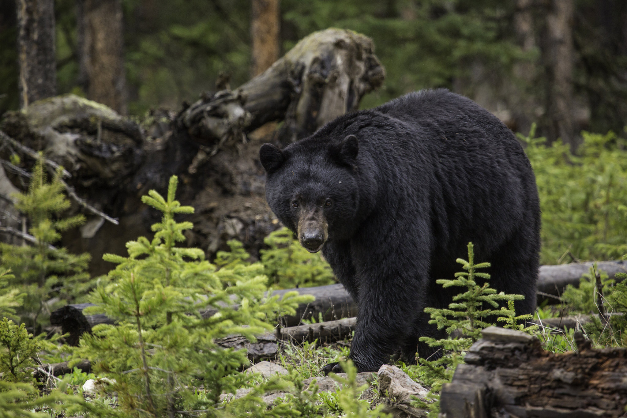 black bear, Yellowstone Park