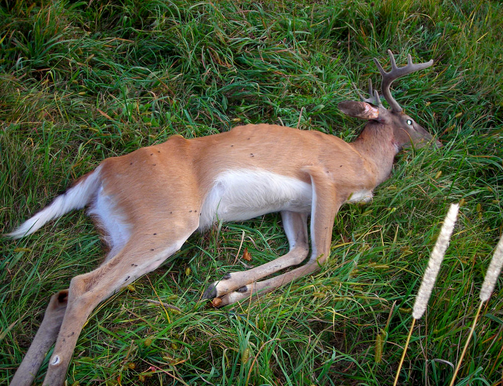 2½-year-old buck was found dying of chronic wasting disease