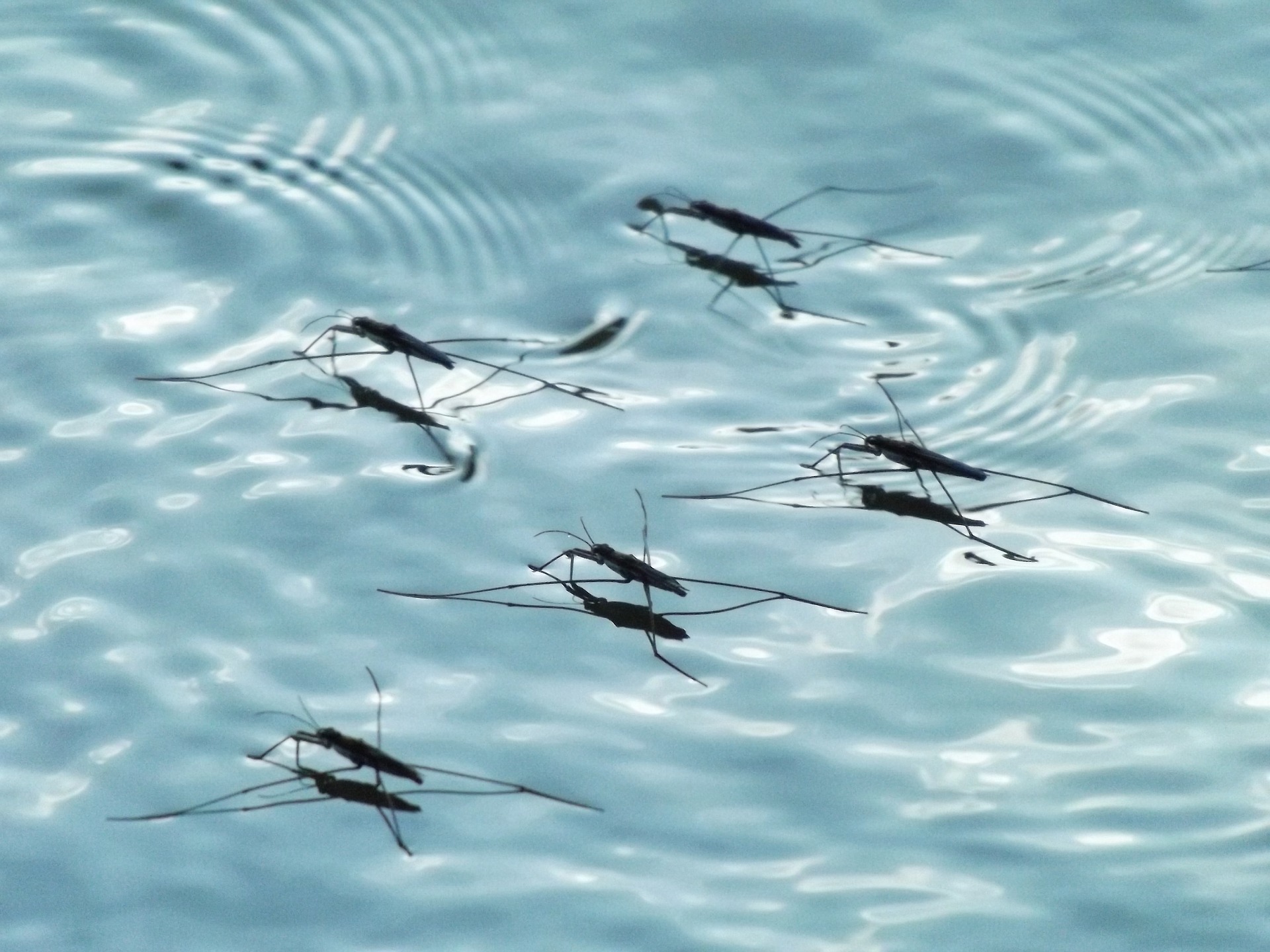 water striders