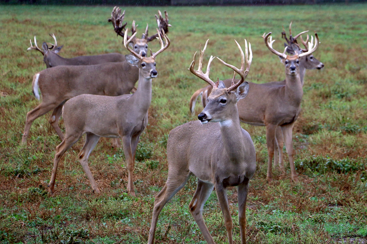 Bucks are seen in one of the pens at the Wilderness Whitetails breeding farm in Rosholt, Wis.