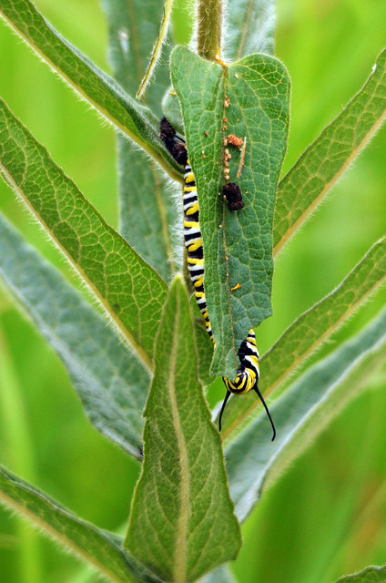 Monarch caterpillar on milkweed