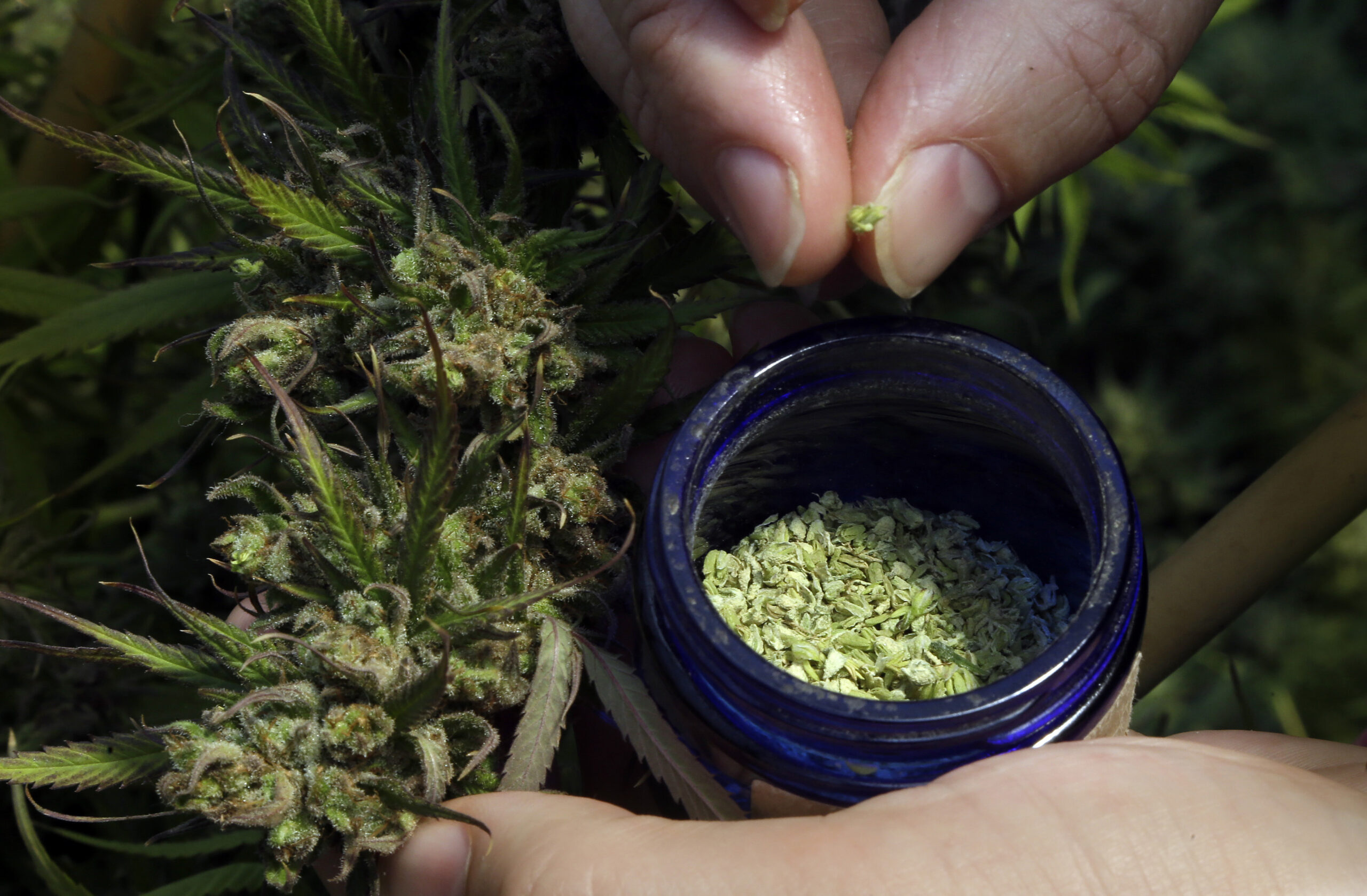 pollen is removed from a hemp plant