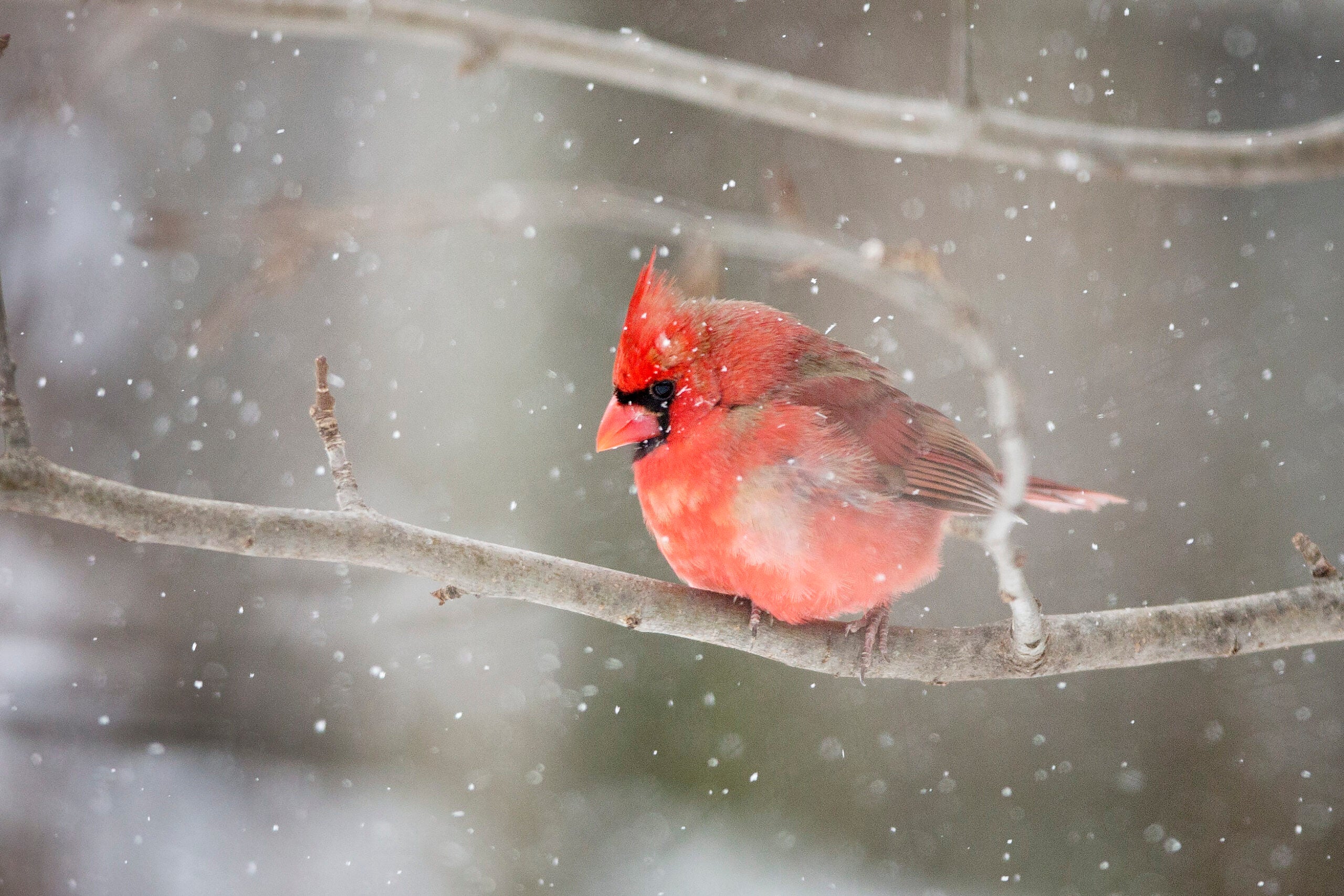 A look at phenology as fall fades into winter, “Birds of the Great Lakes,” How to see birds at Horicon Marsh