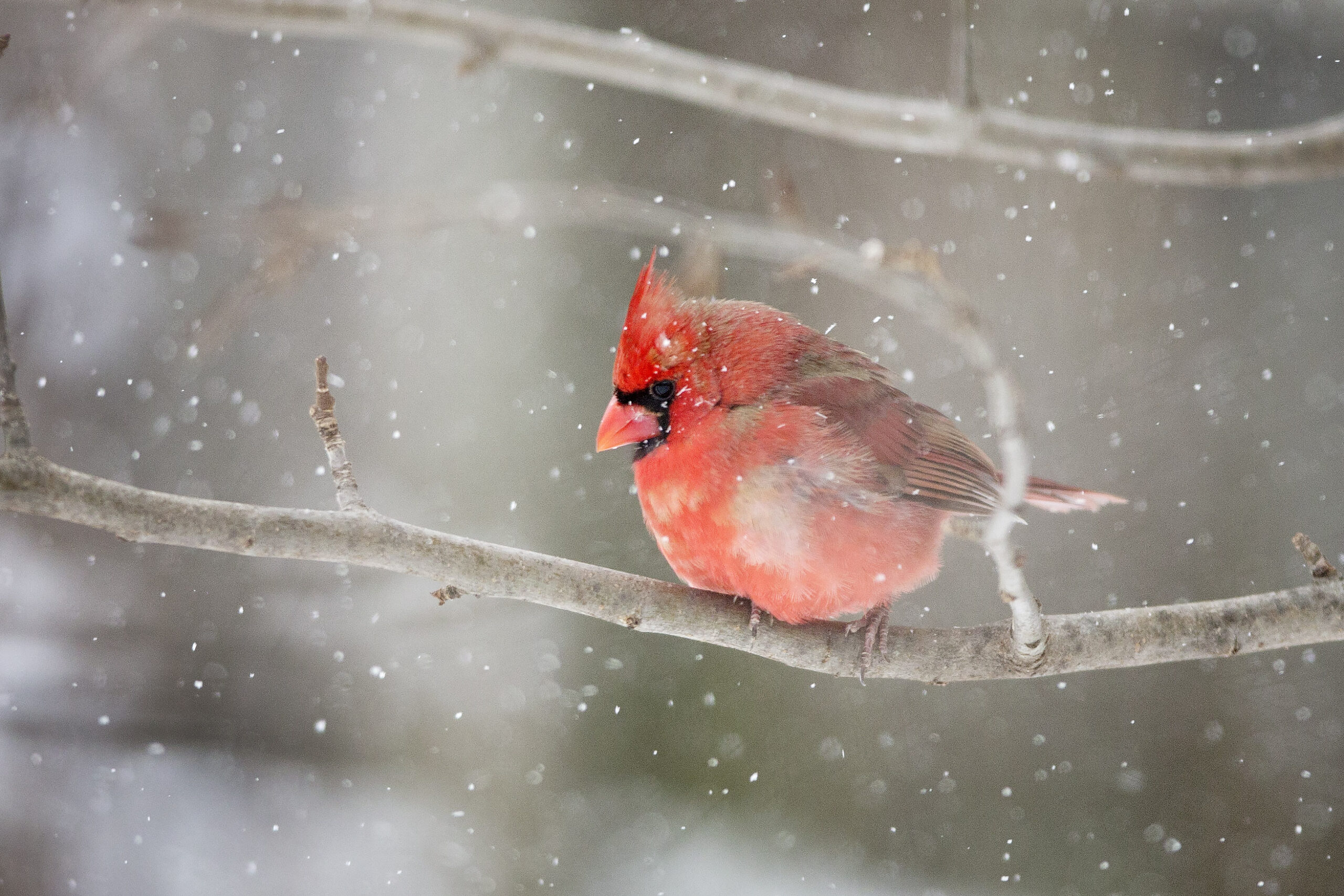 Robin, snow, bird watching, winter
