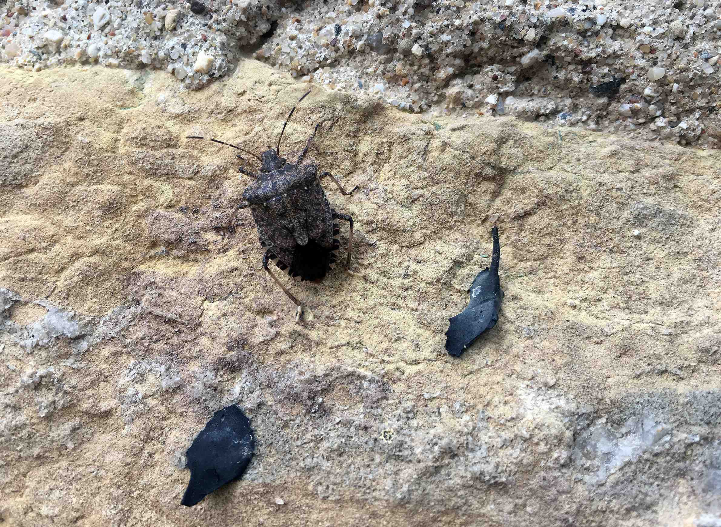 WisContext: Brown Marmorated Stink Bug Strengthens Foothold Across Wisconsin