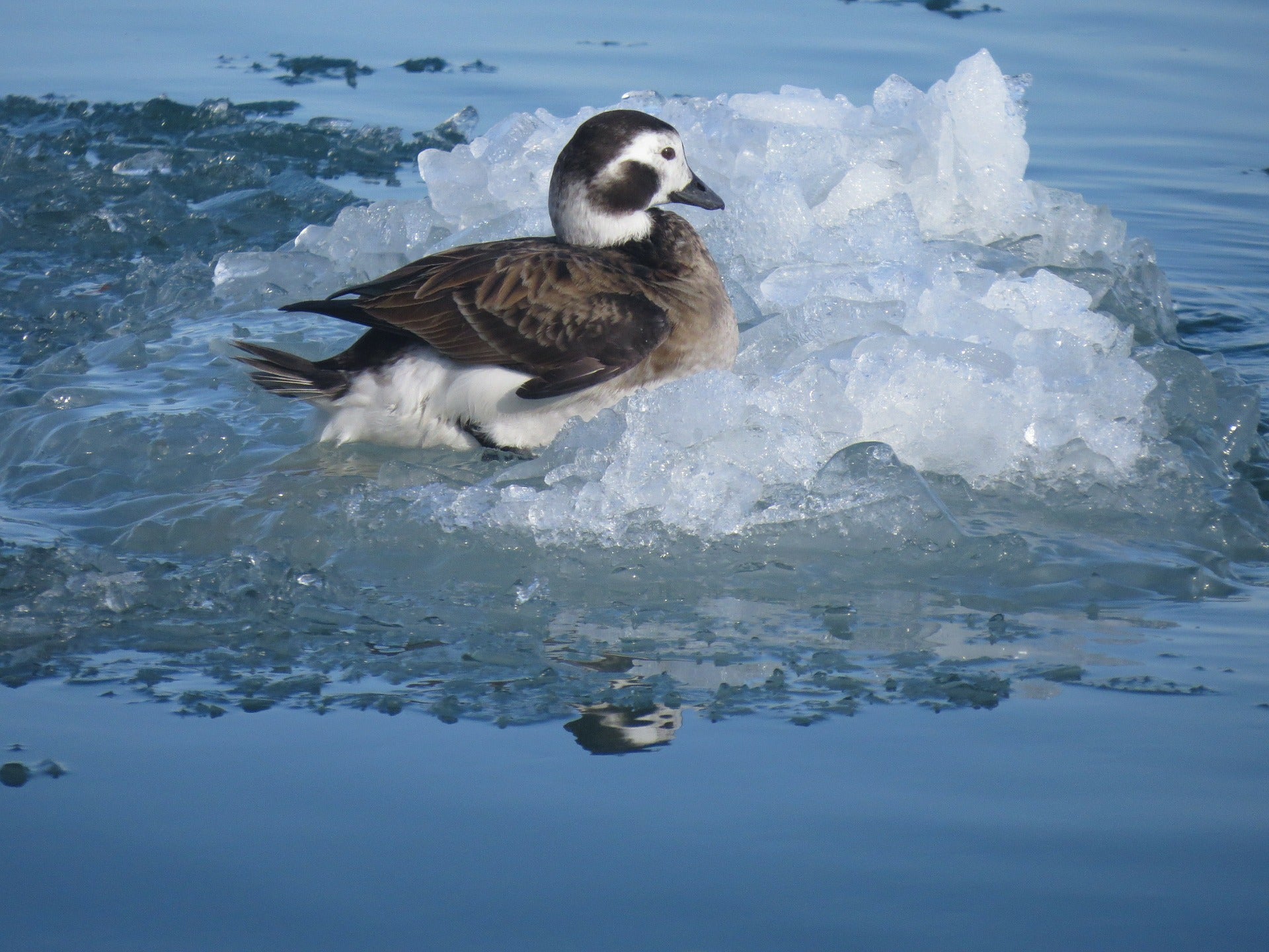 long-tailed duck on ice