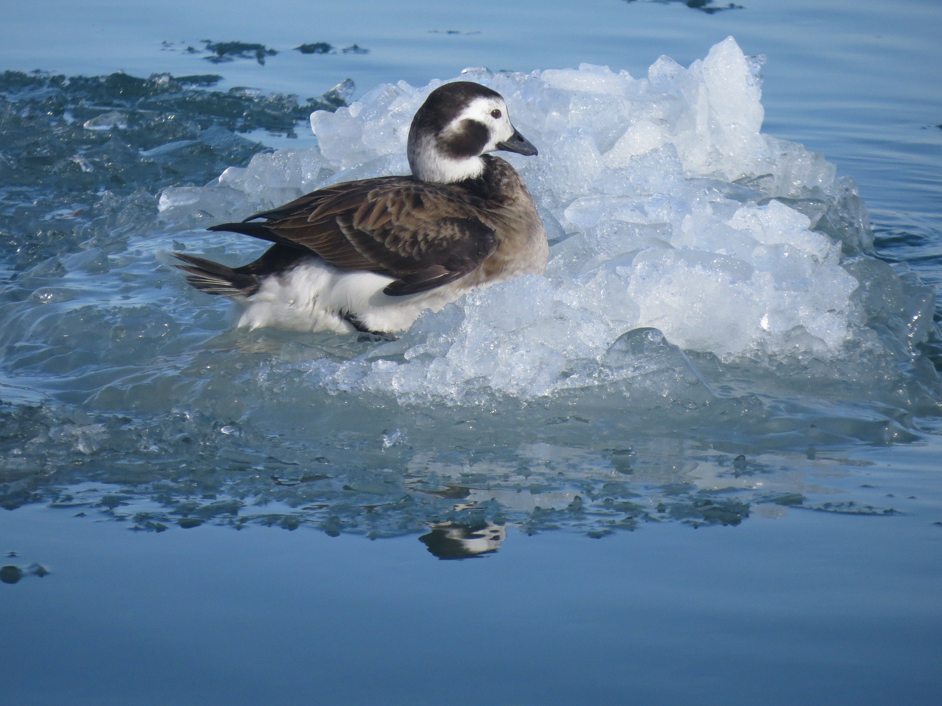 long-tailed duck on ice
