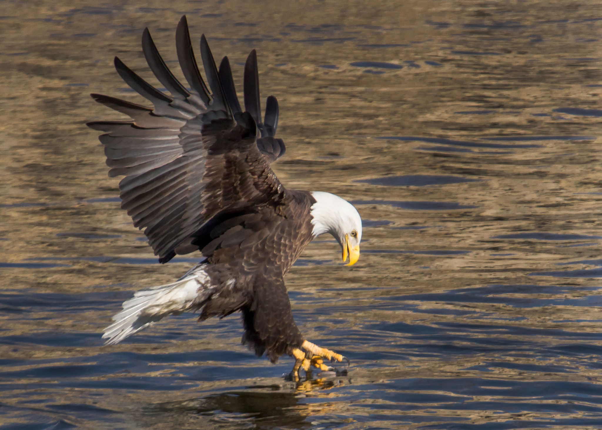 Eagle diving for fish