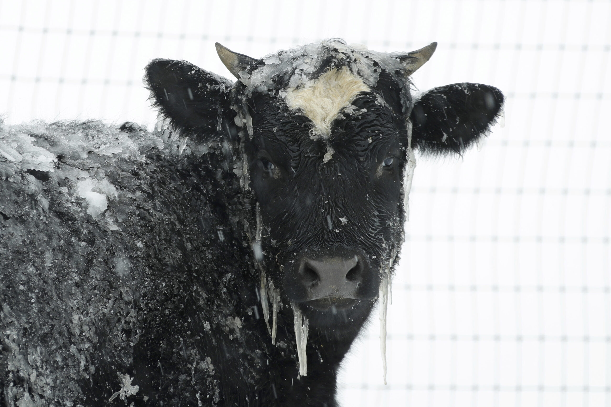 cow in the snow