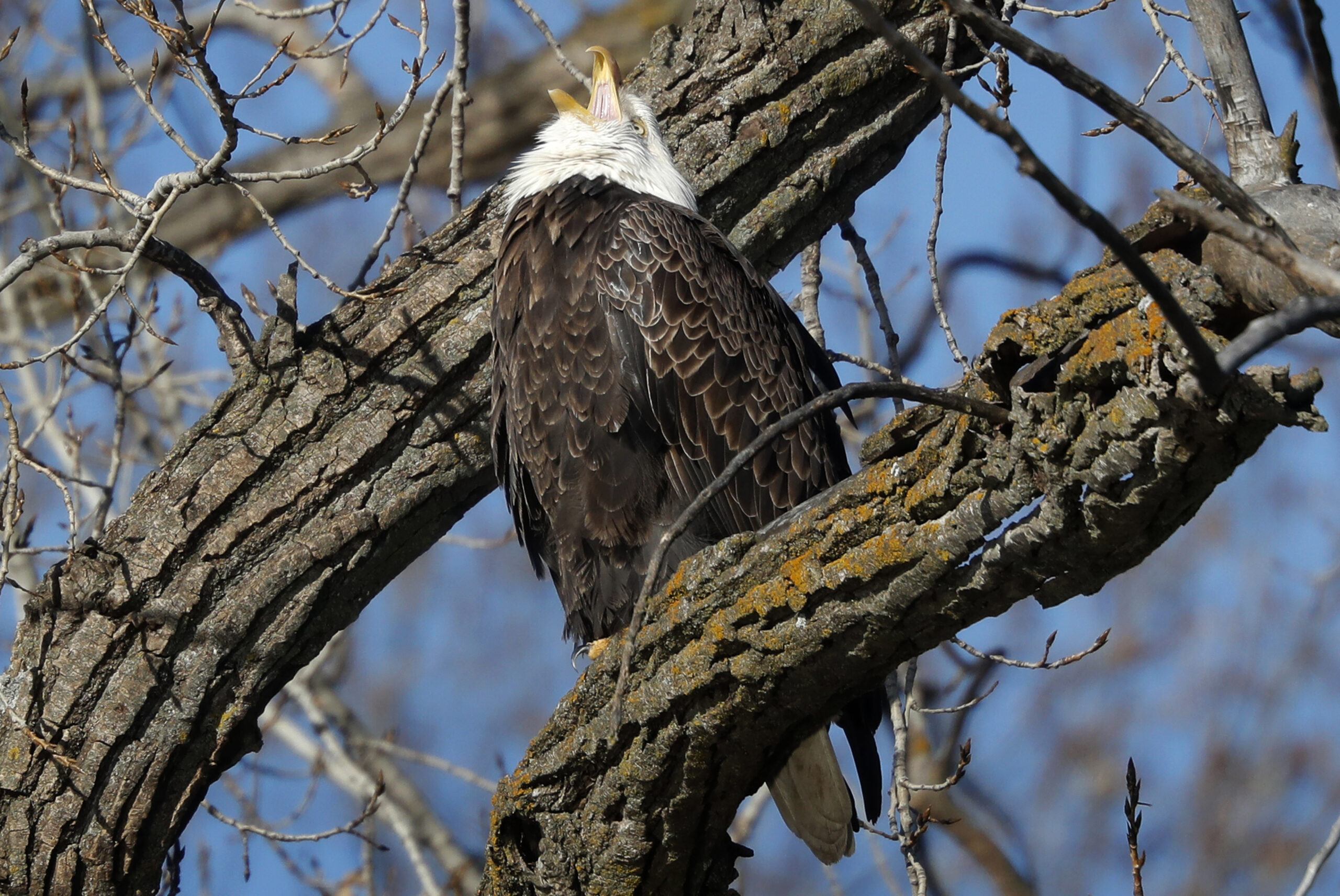 Raptors To Be Released During Eagle-Watching Event