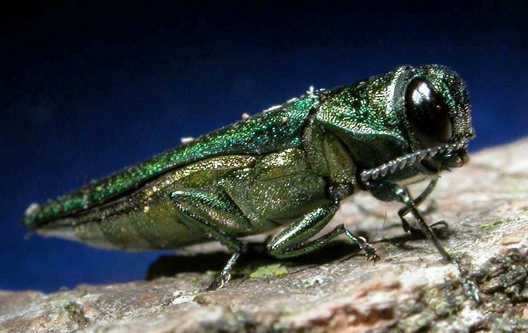 Extreme Cold May Have Chilling Effect On Emerald Ash Borer