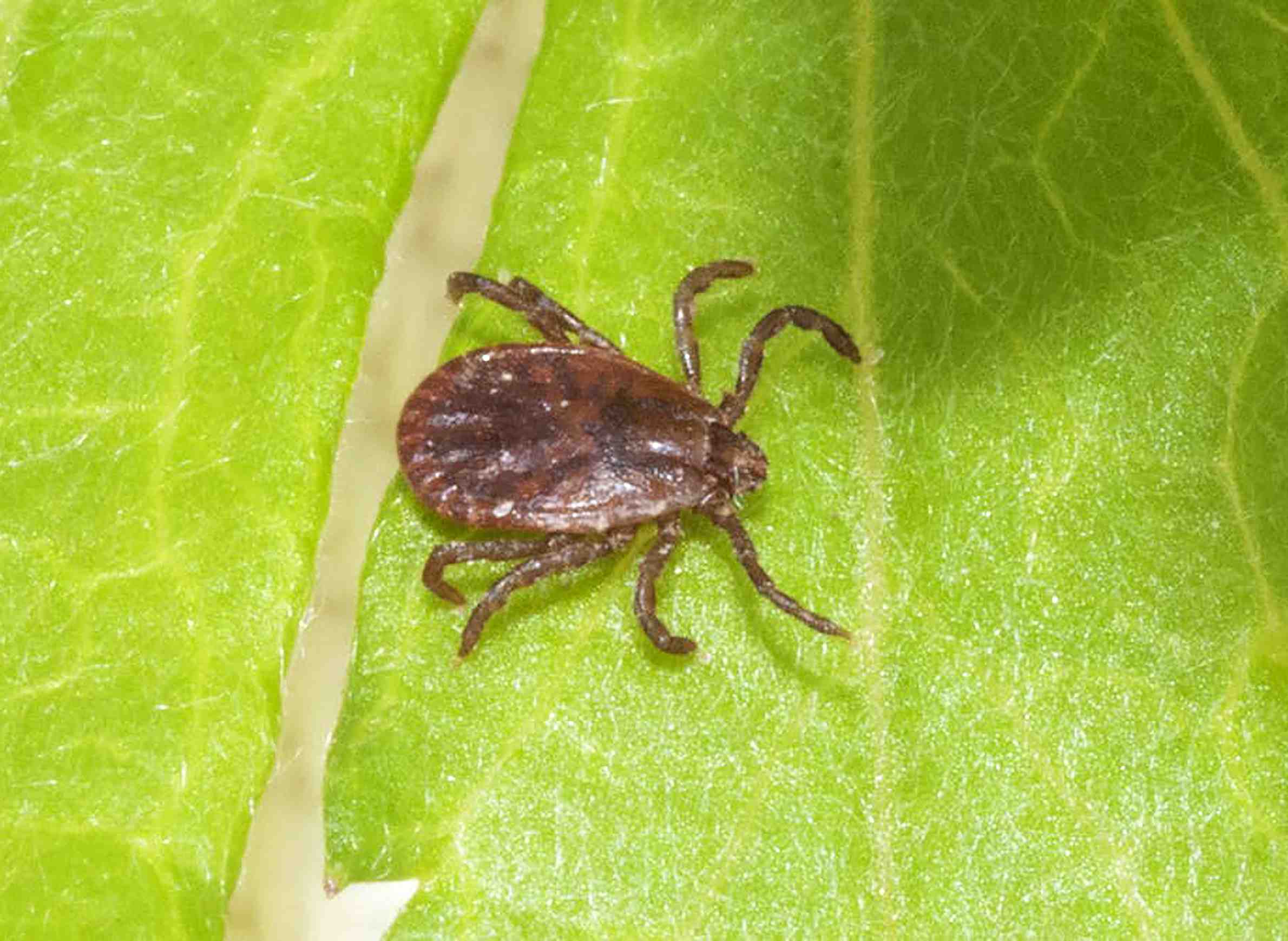 WisContext: Why The Invasive Longhorned Tick Has Potential To Reach Wisconsin